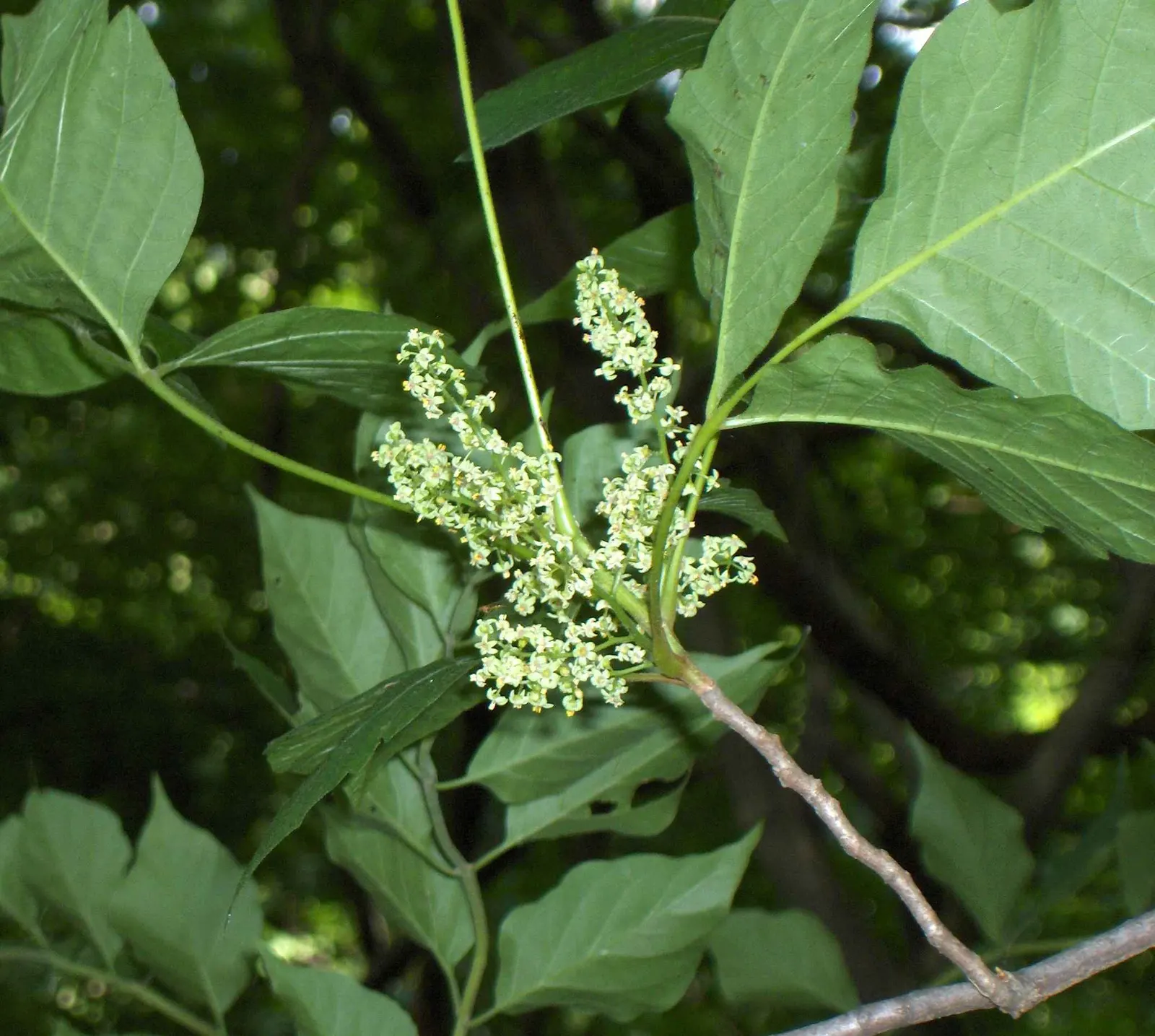 Poison Ivy (Toxicodendron Radicans) — Remember, "Leaves of three, let it be," to avoid accidental exposure; its leaves are distinctive, image 83