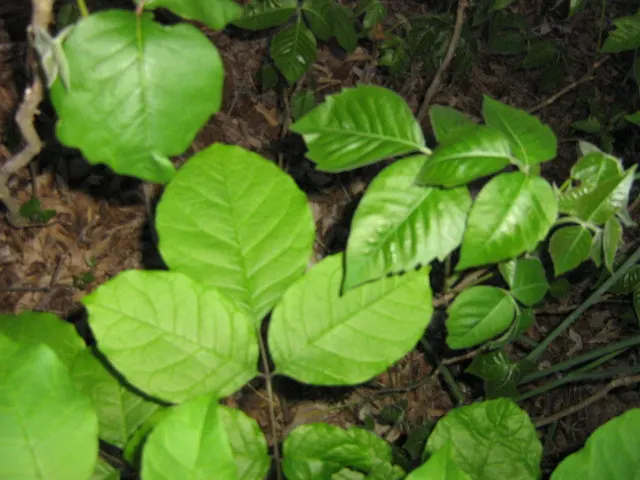 Poison Ivy (Toxicodendron Radicans) — often climbing trees with the aid of small rootlets; thriving in zones 4-10, it can spread as a groundcover, image 94