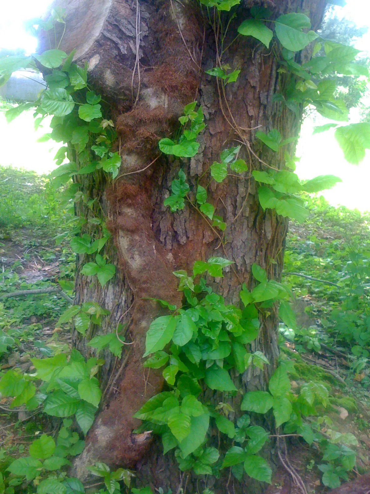 Poison Ivy (Toxicodendron Radicans) — Due to its invasive nature and health risks, it's generally unwelcome in landscapes; especially in areas with, image 69