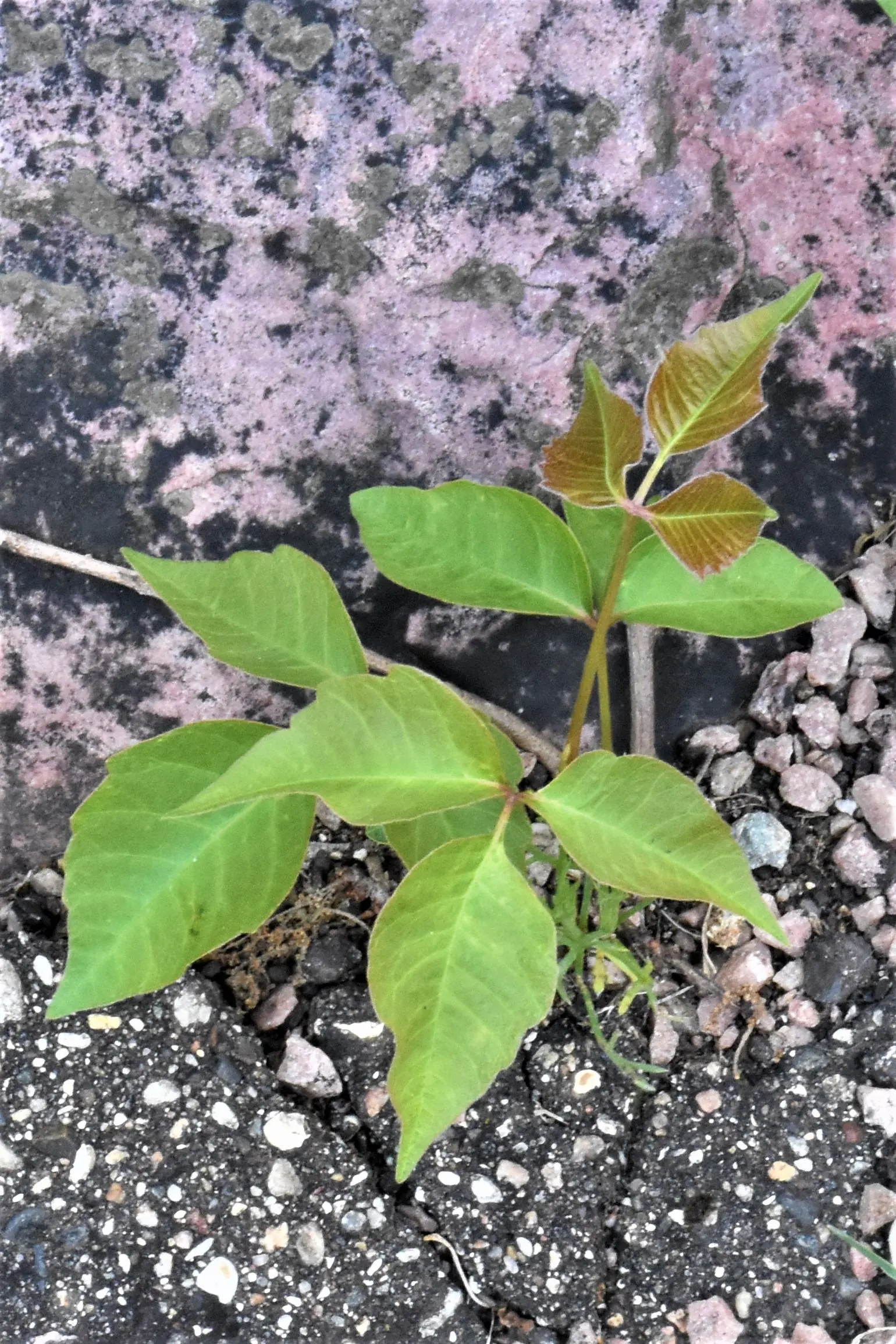 Poison Ivy (Toxicodendron Radicans) — Thriving in zones 4-10, it can spread as a groundcover or climb up to 30 feet as a vine, image 46