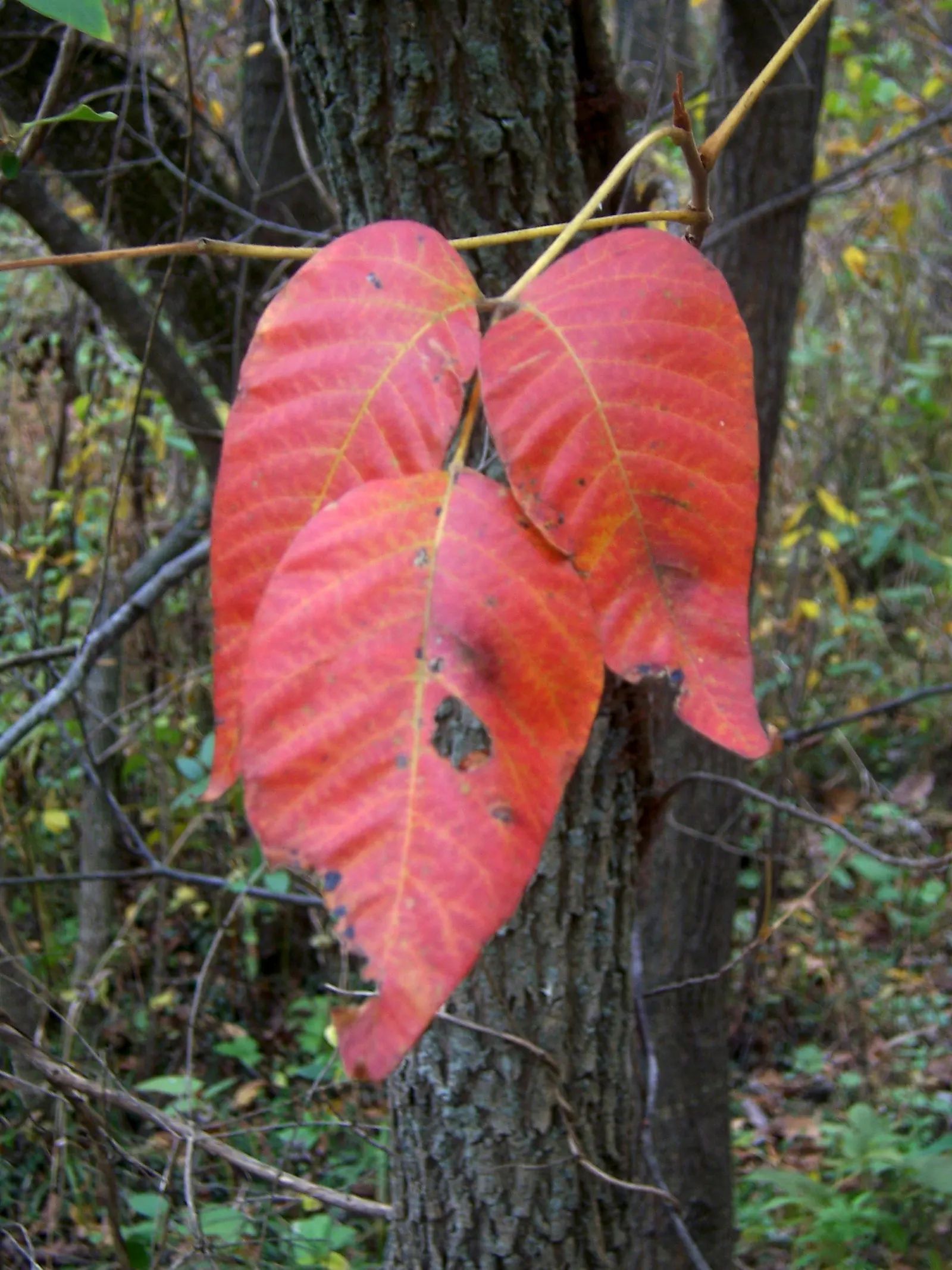Poison Ivy (Toxicodendron Radicans) — native North American plant; its leaves are distinctive, image 65