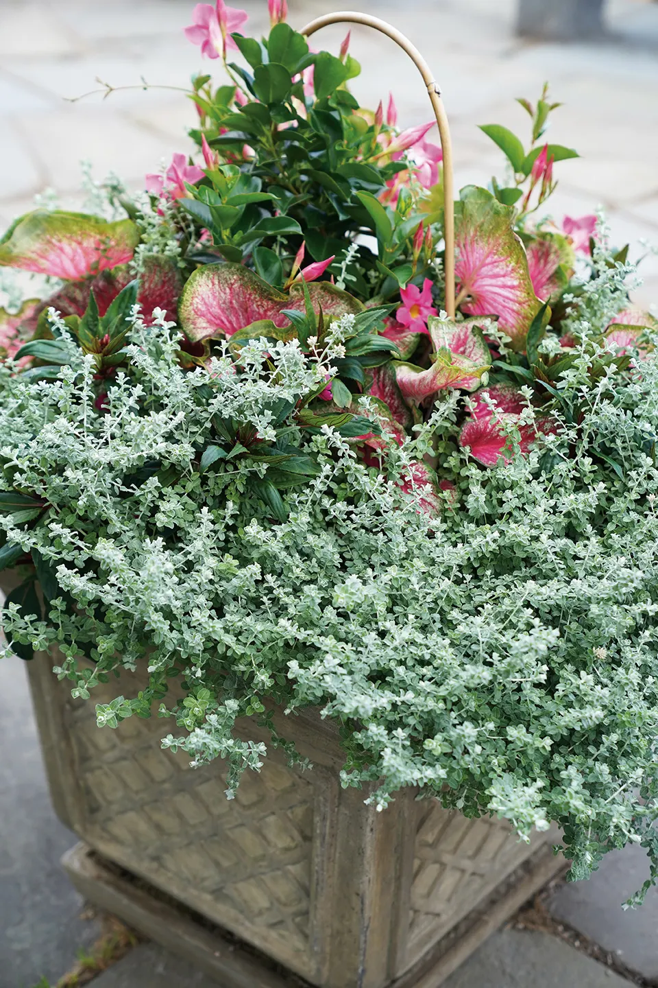 Petite Licorice Licorice Plant (Helichrysum petiolare) — information and resources