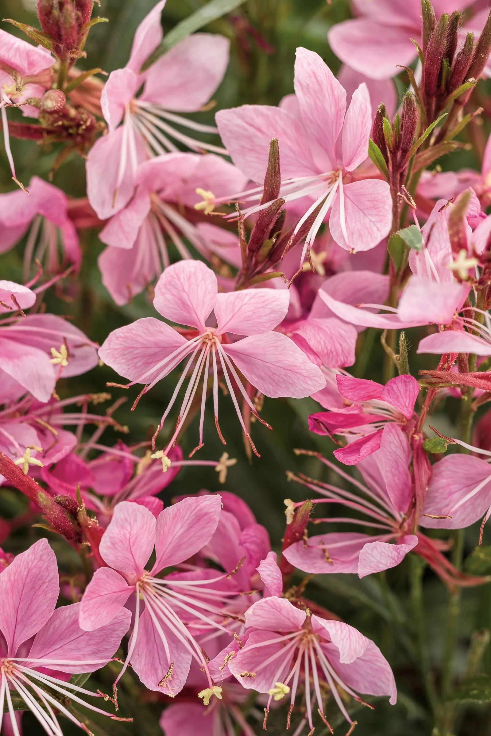 Gaura (Oenothera lindheimeri) — Though commonly grown as annual color
