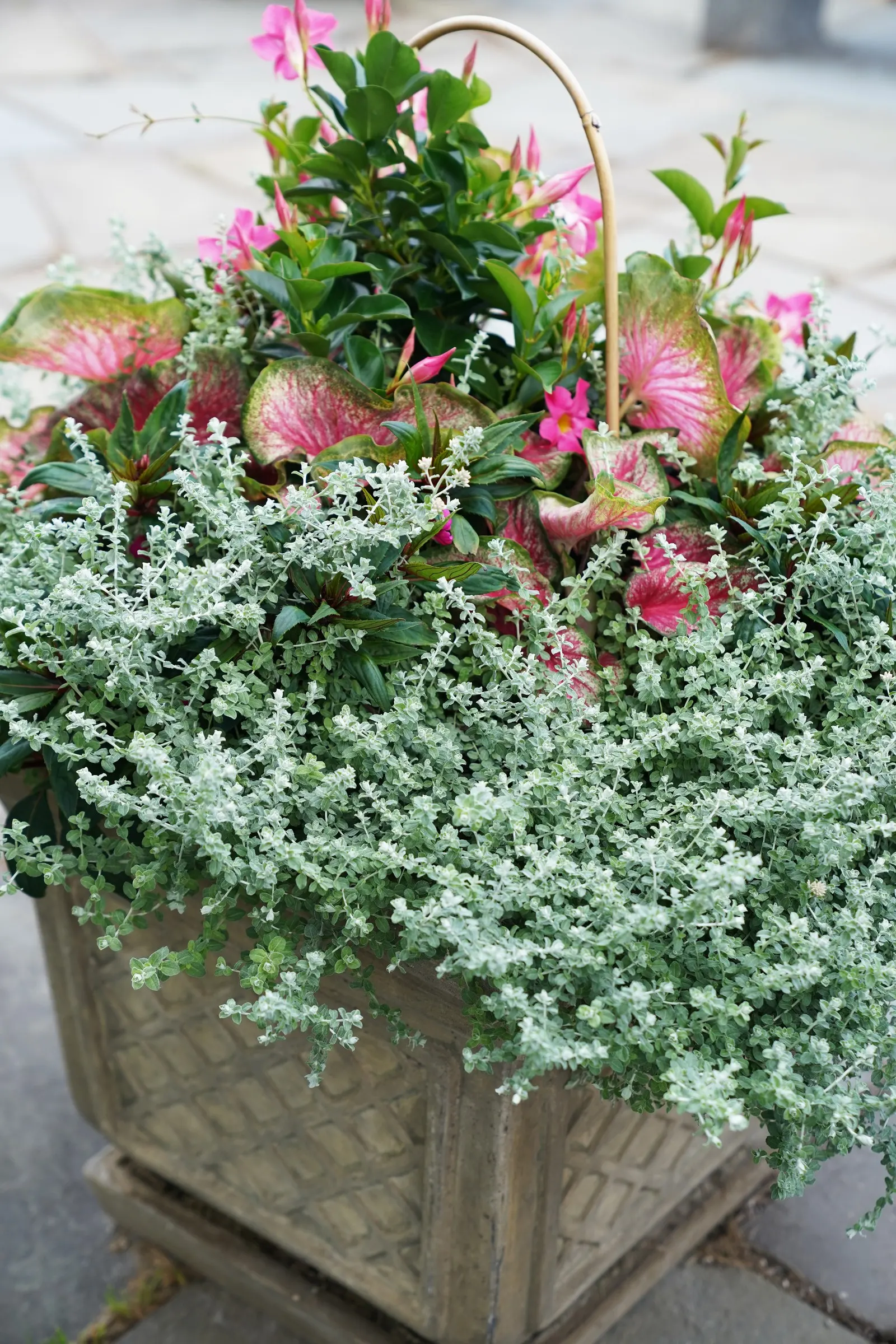 Petite Licorice Licorice Plant (Helichrysum petiolare) — Compact grower with dainty silver-green leaves, Easy Care