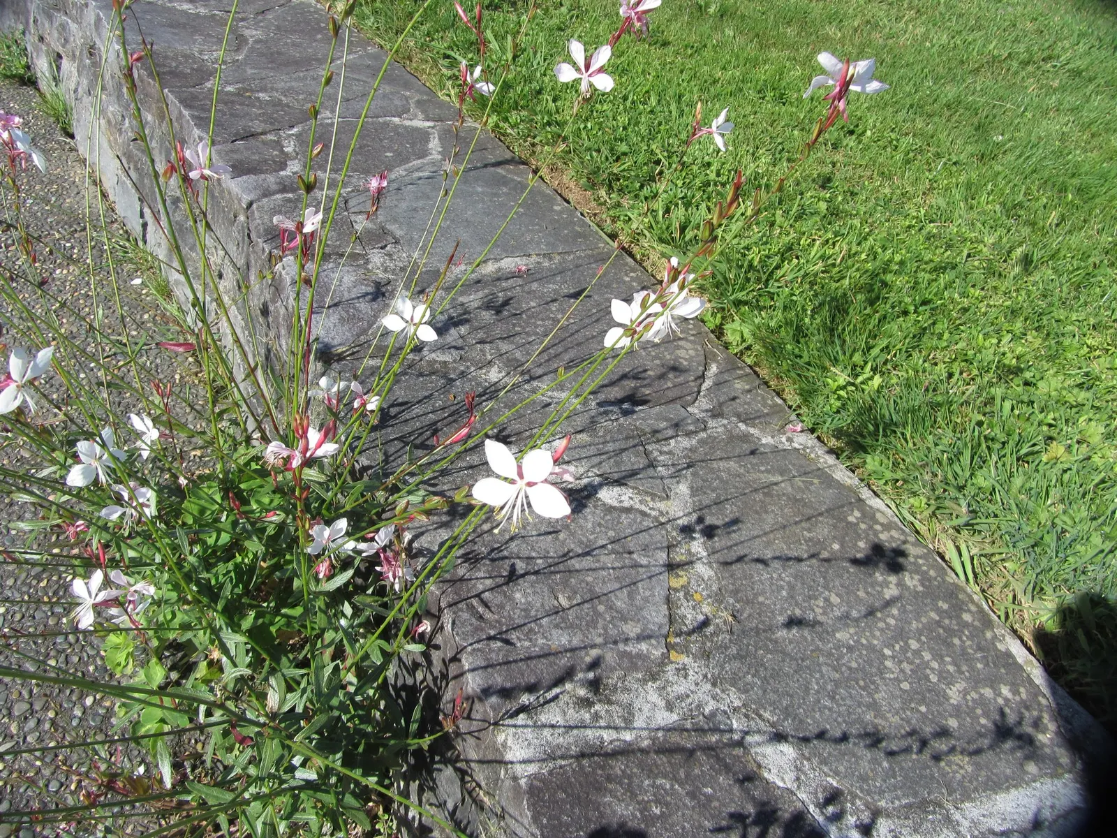 Gaura (Oenothera lindheimeri) — and relaxed cottage-style compositions