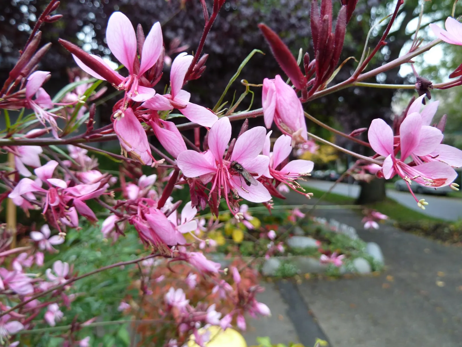 Gaura (Oenothera lindheimeri) — Use it in repetition to create a dancing ribbon of pink through the landscape