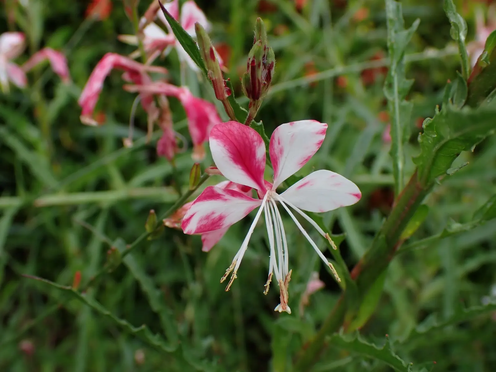 Gaura (Oenothera lindheimeri) — Gardeners often note its carefree nature