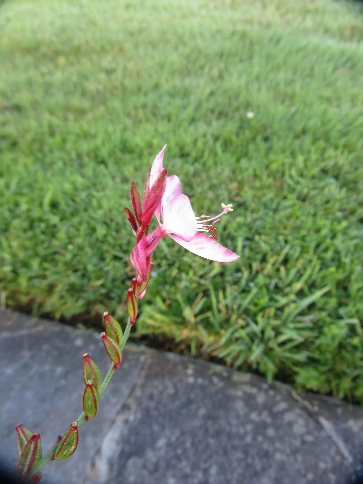 Gaura (Oenothera lindheimeri) — especially when paired with trailing annuals or deeper pink
