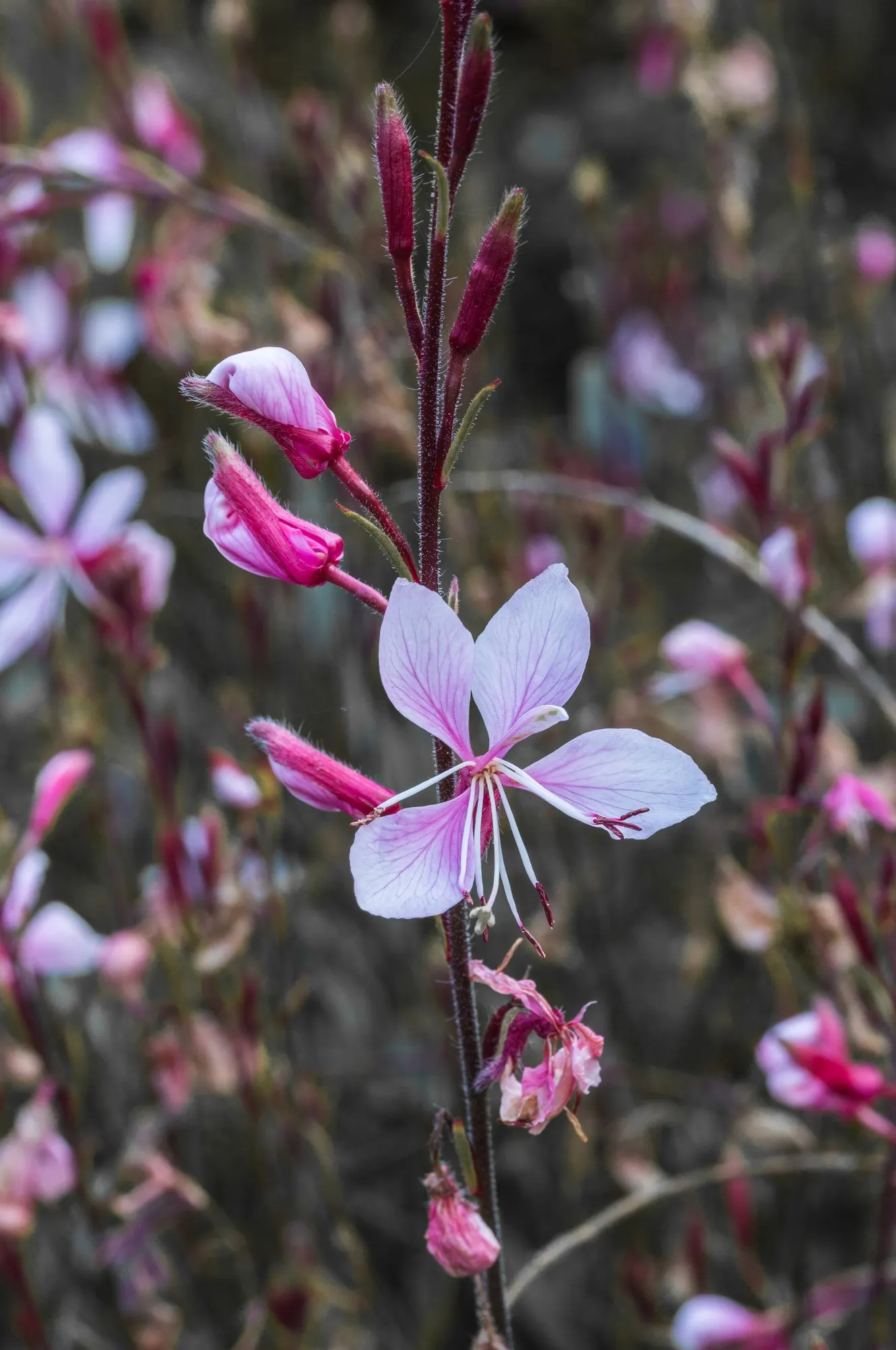 Gaura (Oenothera lindheimeri) — a light midsummer trim can refresh the plant