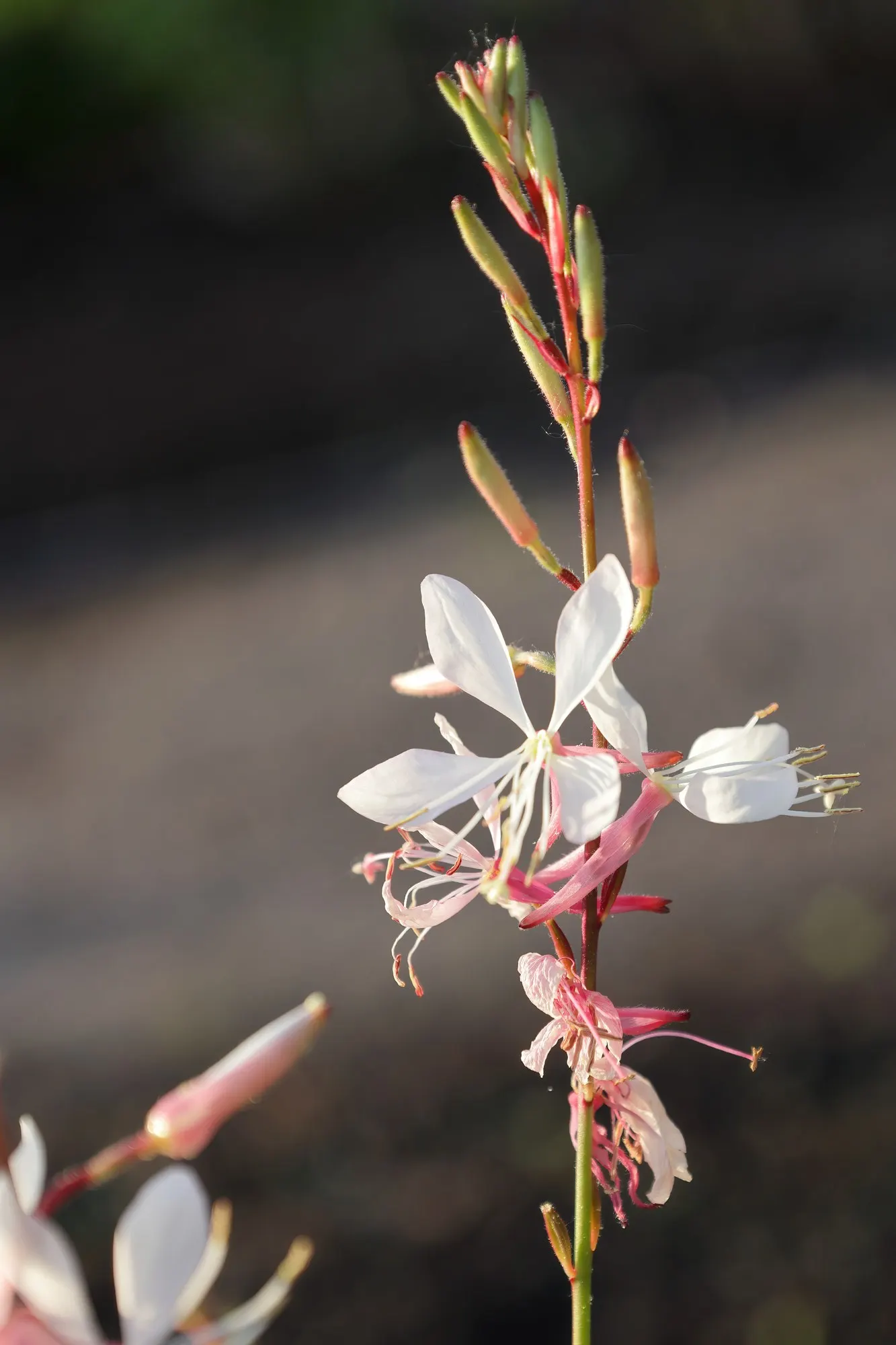 Gaura (Oenothera lindheimeri) — well-drained soil with average moisture