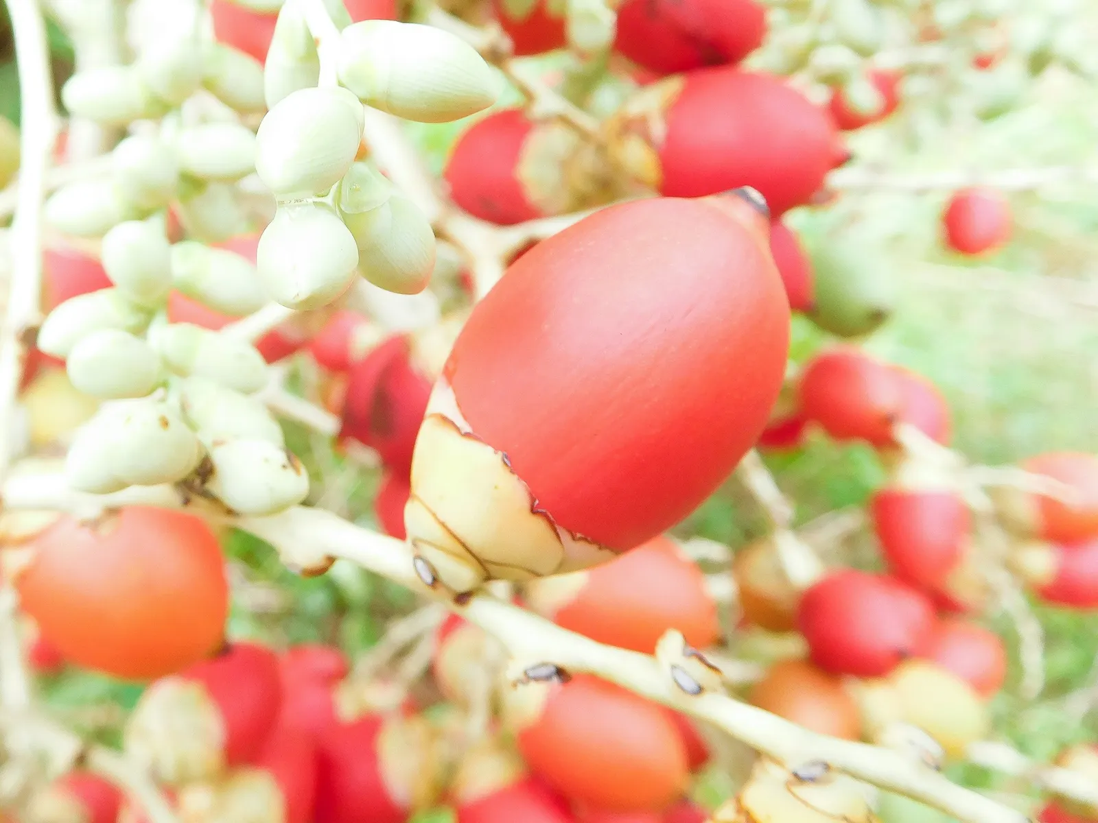 Christmas Palm (Adonidia Merrillii) — resembling Christmas ornaments