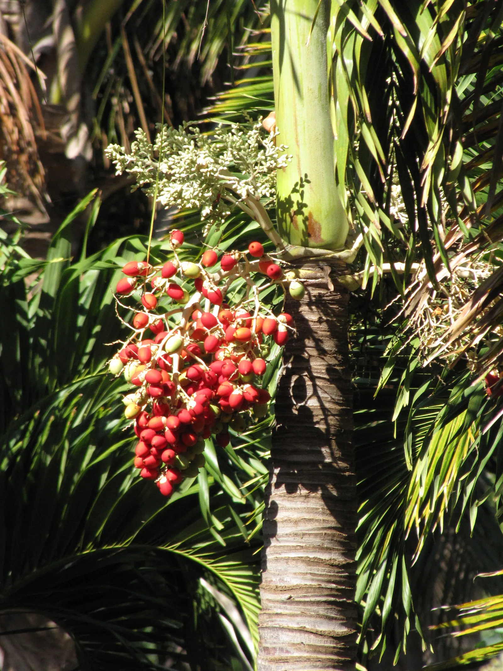 Christmas Palm (Adonidia Merrillii) — this monoecious palm presents a sleek