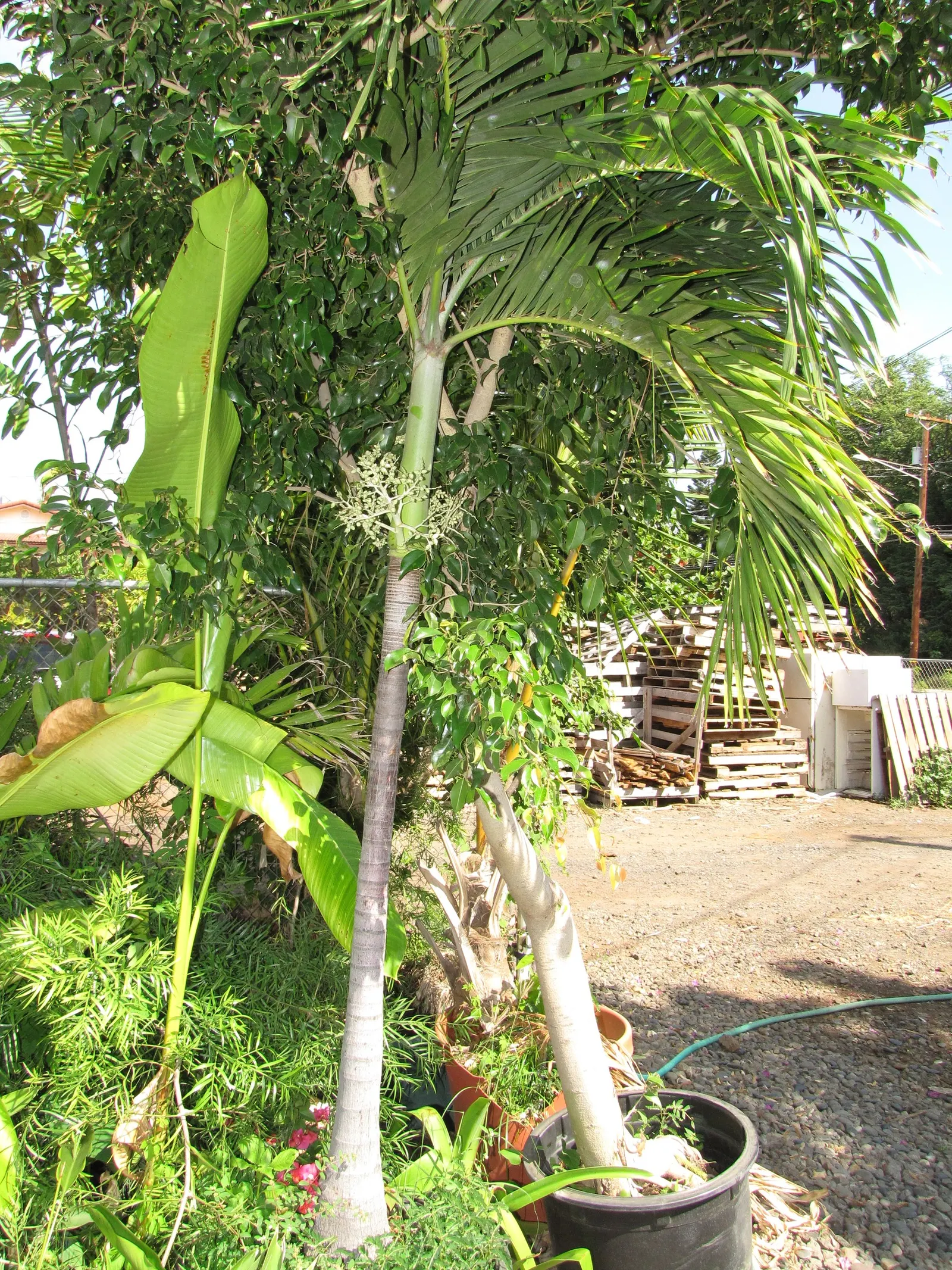 Christmas Palm (Adonidia Merrillii) — The trunk is topped with a symmetrical crown of feathery