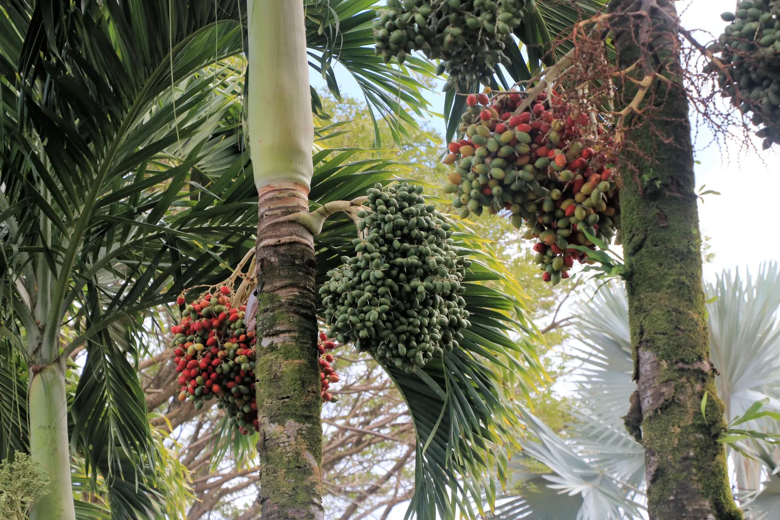 Christmas Palm (Adonidia Merrillii) — Reaching a mature height of approximately 15 to 25 feet