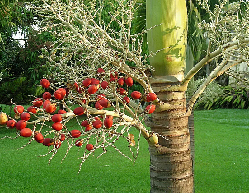 Christmas Palm (Adonidia Merrillii) — commonly referred to as the Christmas Palm