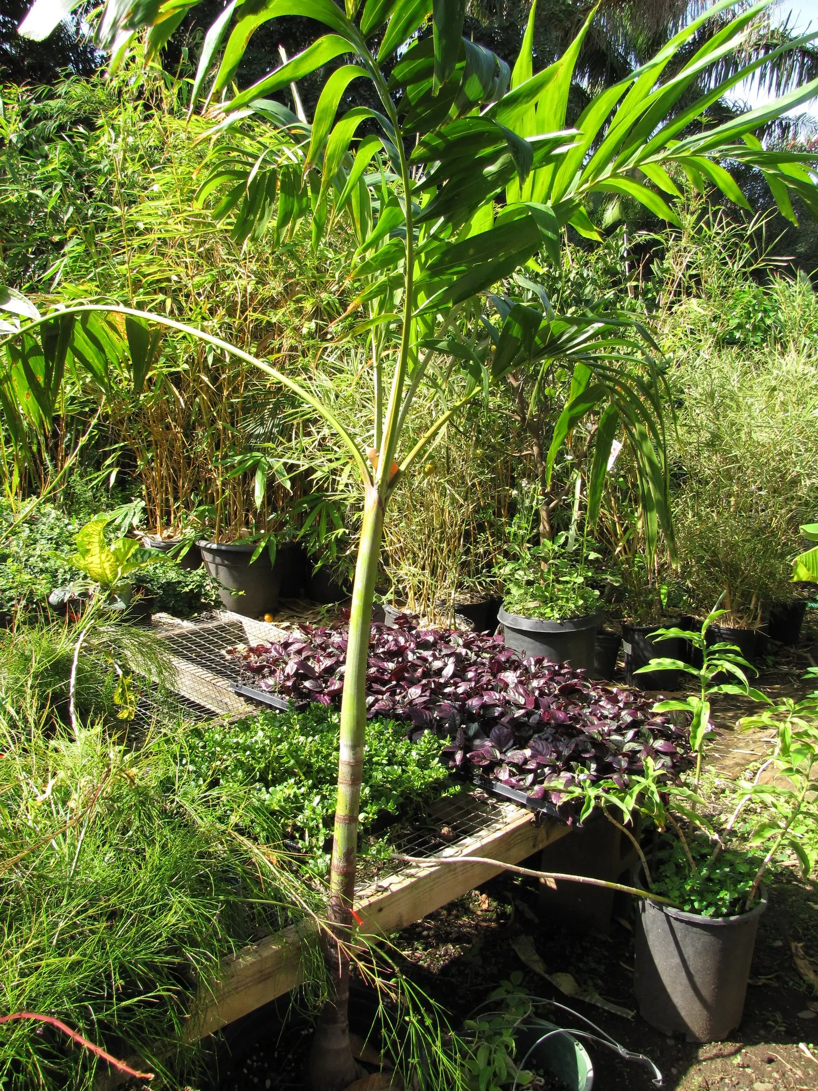 Christmas Palm (Adonidia Merrillii) — grey trunk that typically grows to about 6 inches in diameter