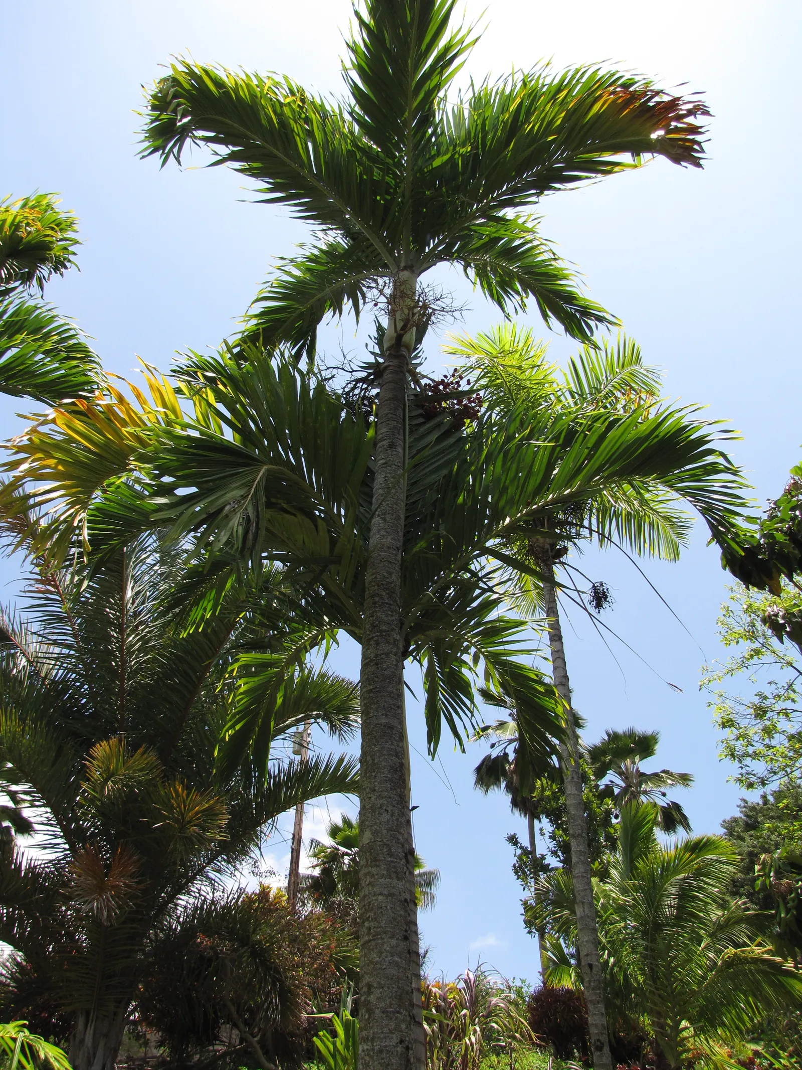 Christmas Palm (Adonidia Merrillii) — tropical palm tree that serves as a striking feature in any landscape design