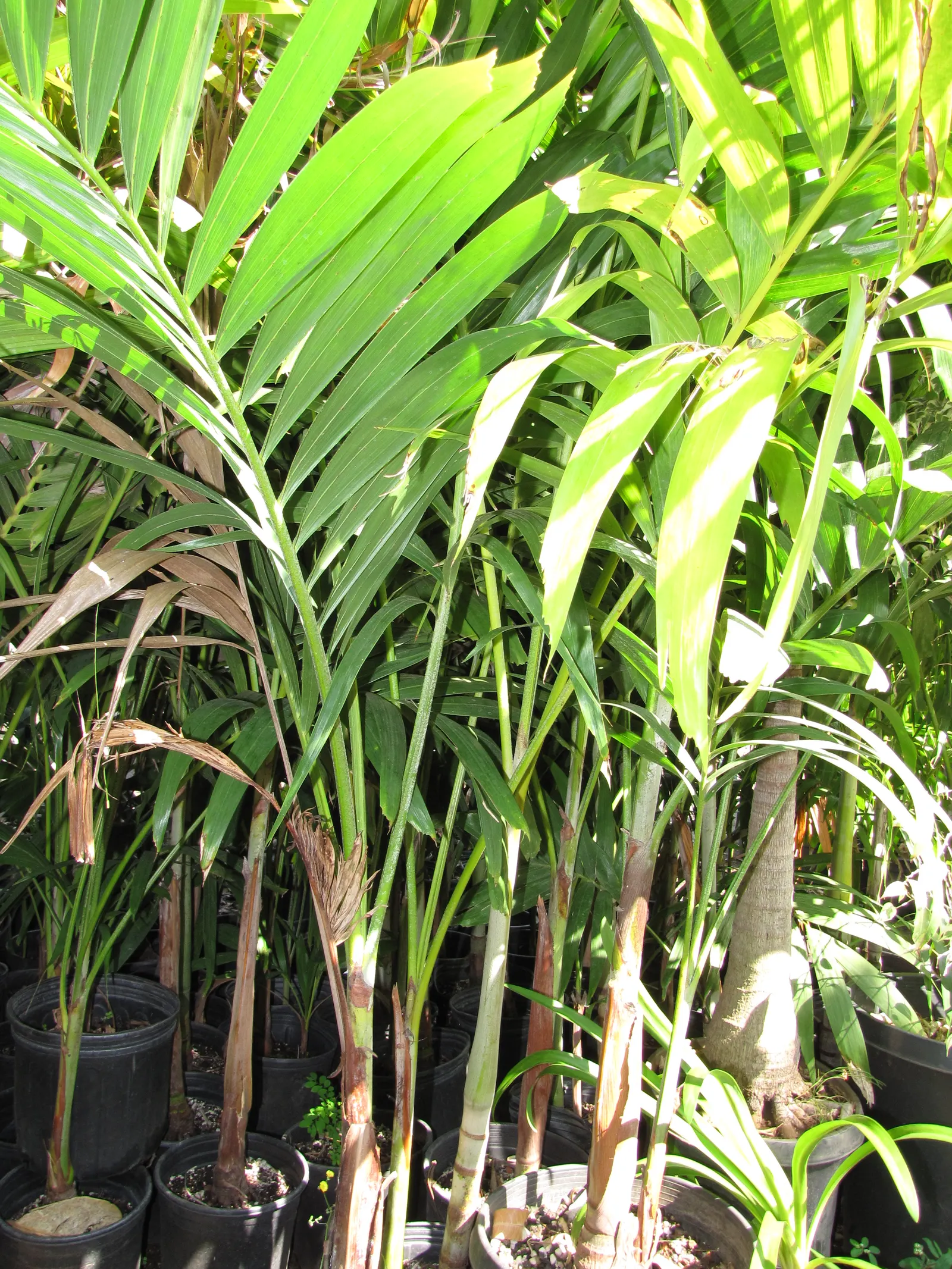 Christmas Palm (Adonidia Merrillii) — commonly known as the Chris&trade;as Palm