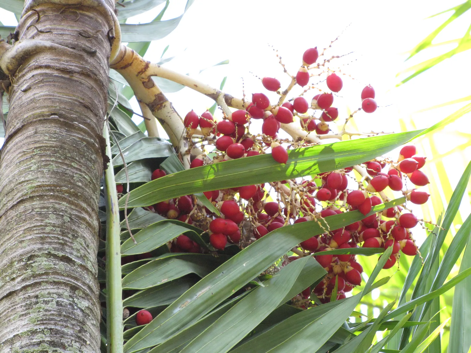 Christmas Palm (Adonidia Merrillii) — adding dynamism to your landscape.<br><br>Preferring full sun conditions