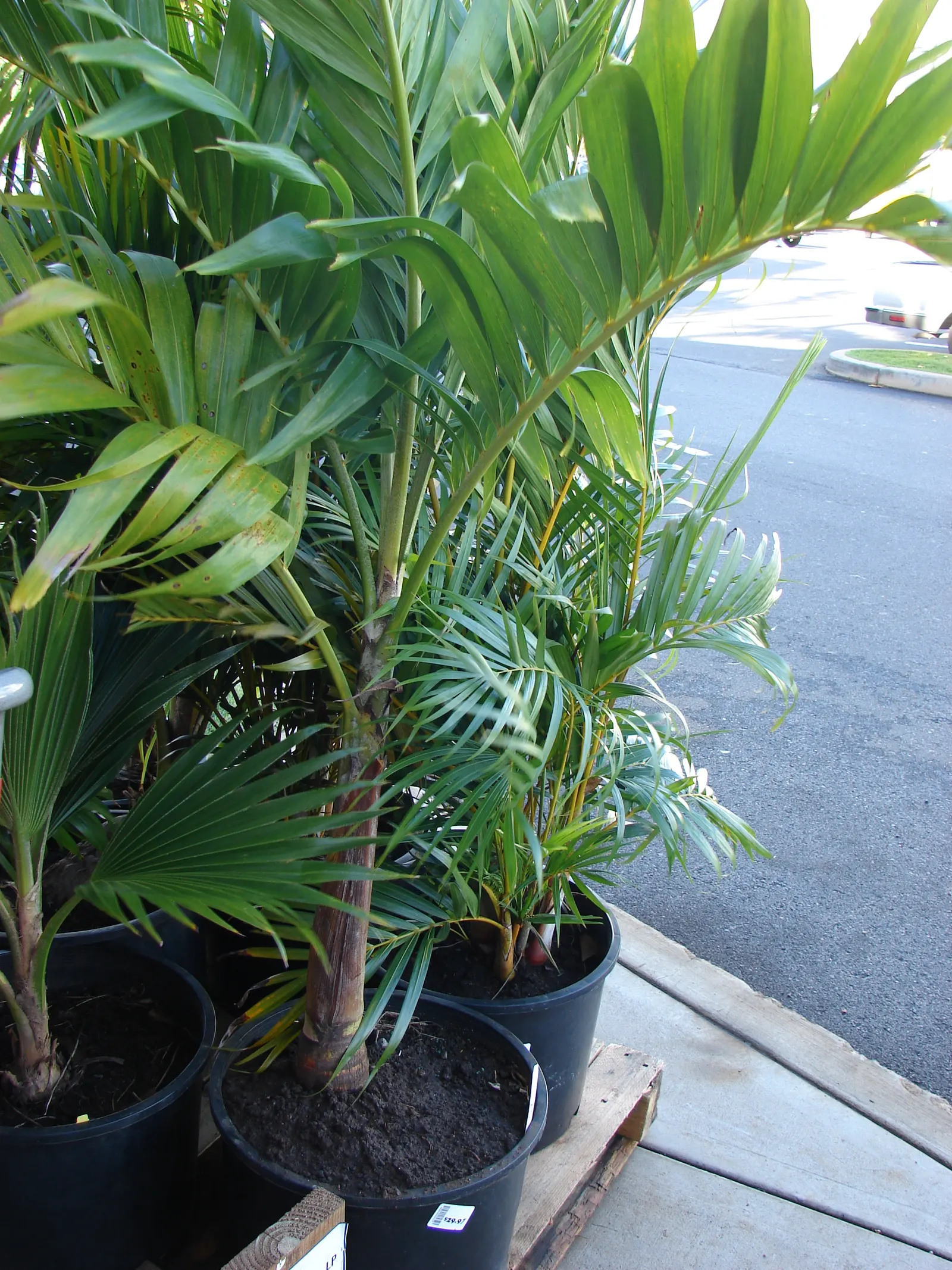 Christmas Palm (Adonidia Merrillii) — the Christmas Palm thrives in USDA Hardiness Zones 10B through 11