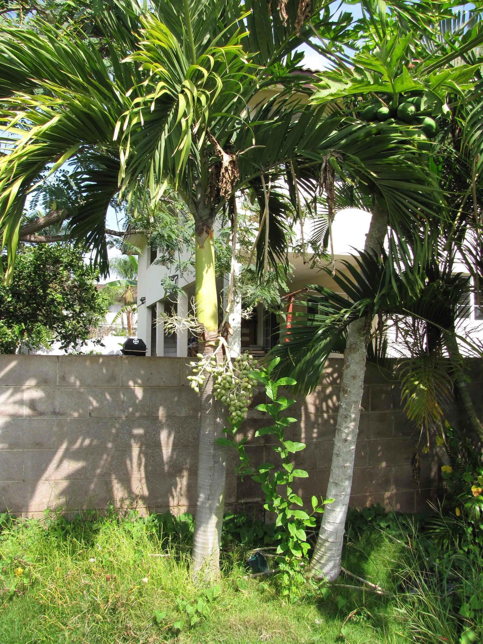 Christmas Palm (Adonidia Merrillii) — Ideal for tight spaces and as a focal point, this palm prefers full sun and well-drained soil