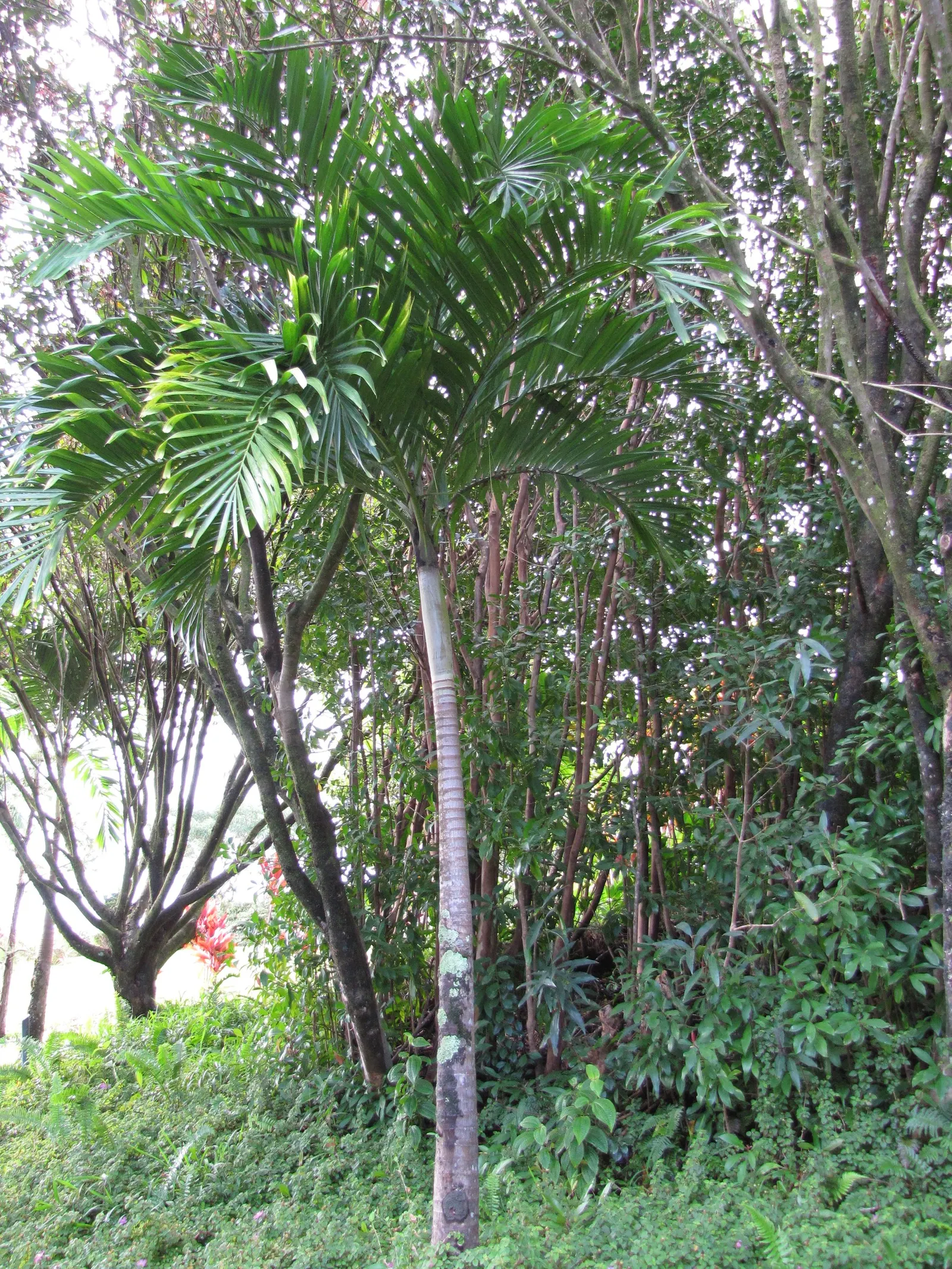 Christmas Palm (Adonidia Merrillii) — Its slender, gray trunk is topped with a crown of 10-12 pinnate leaves that arch gracefully