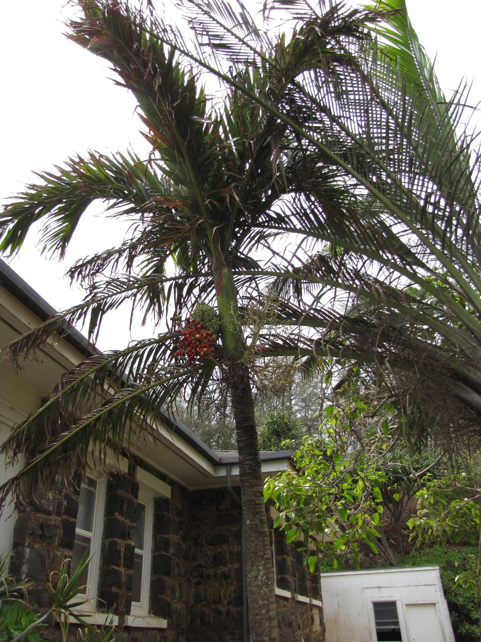 Christmas Palm (Adonidia Merrillii) — with a canopy spread of 5 to 10 feet
