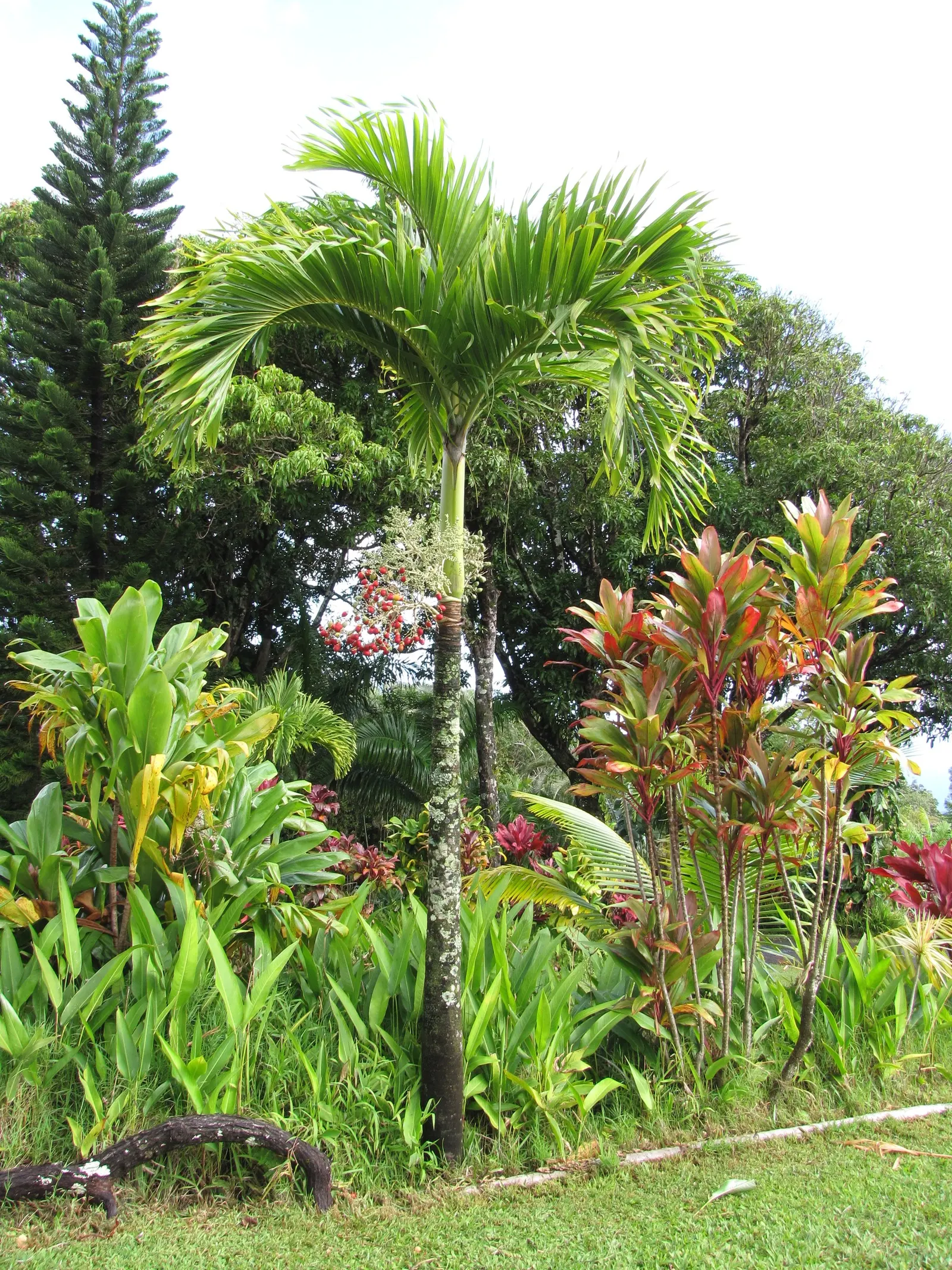 Christmas Palm (Adonidia Merrillii) — each extending up to 5 feet in length.<br><br>Notable for its festive appearance