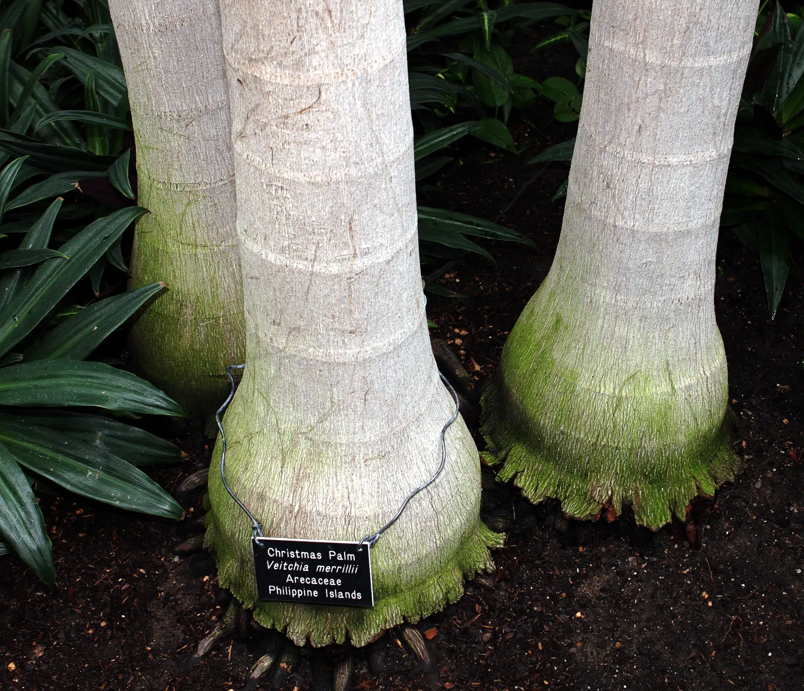 Christmas Palm (Adonidia Merrillii) — which is how it acquired its common name
