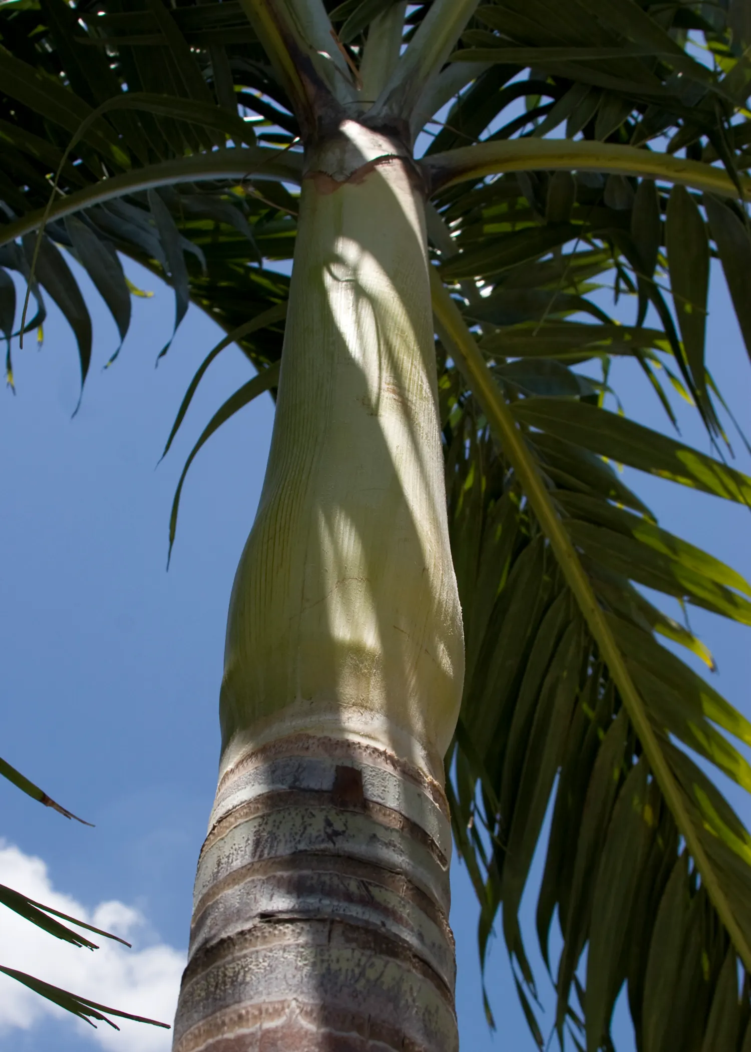 Christmas Palm (Adonidia Merrillii) — These fruits can attract a variety of birds and wildlife