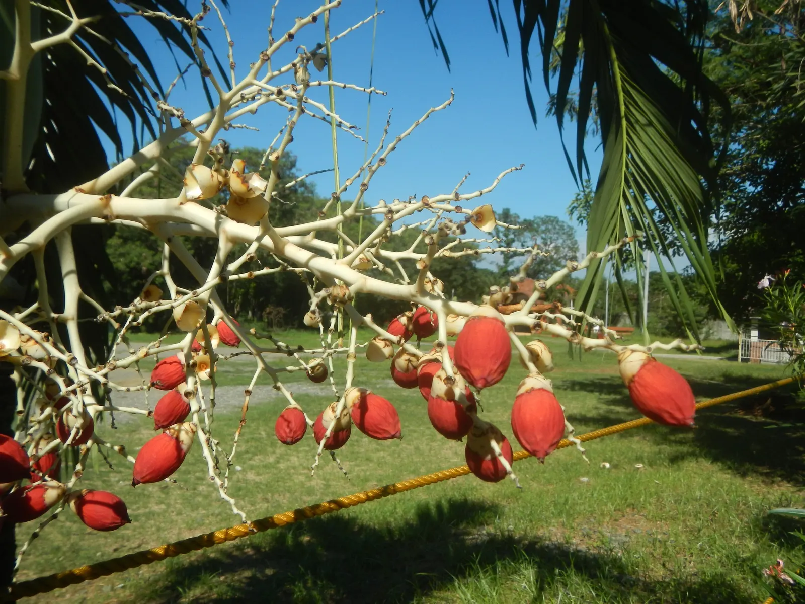 Christmas Palm (Adonidia Merrillii) — tropical palm that reaches about 15-25 feet in height with a spread of 5-10 feet