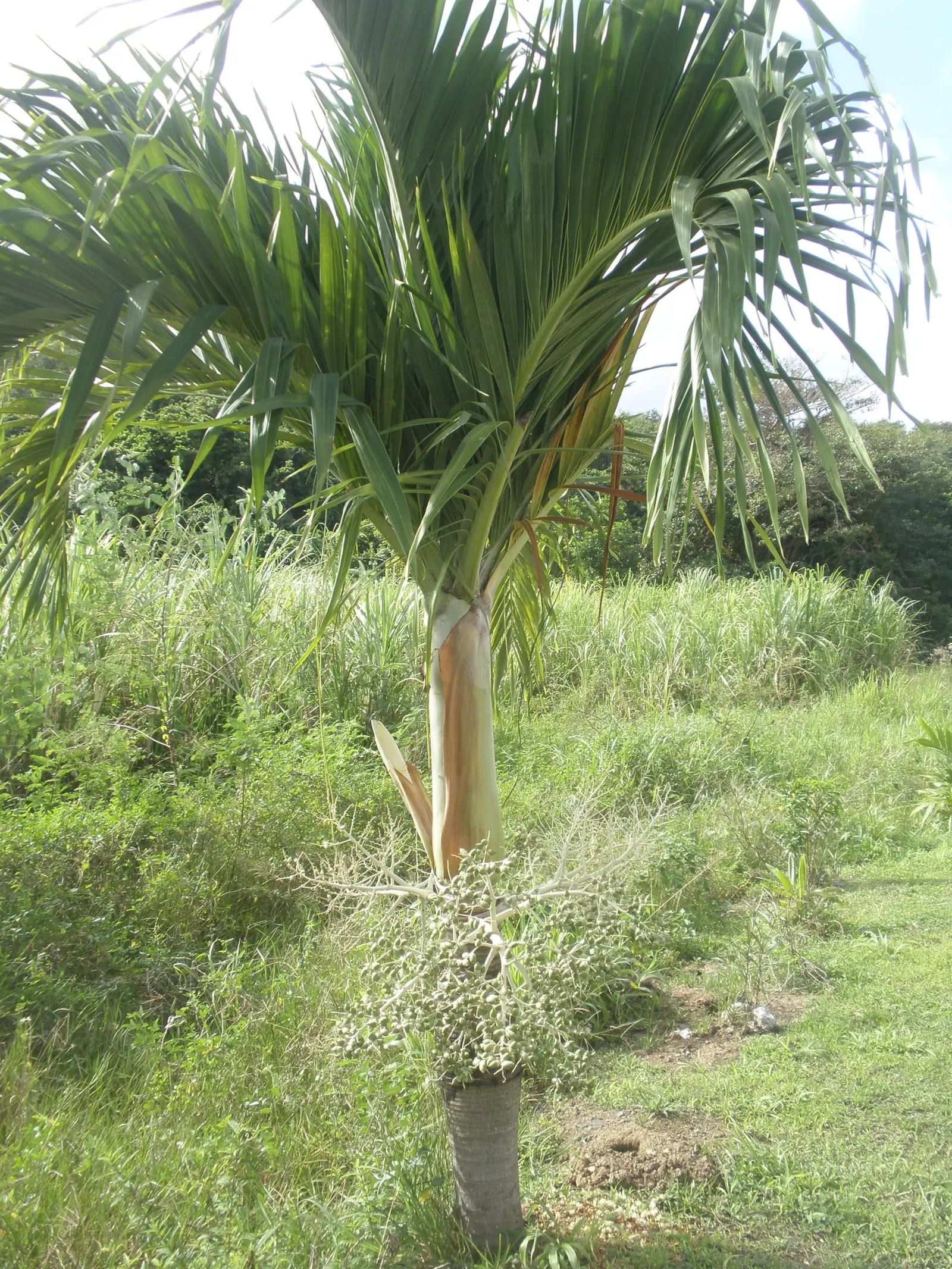 Christmas Palm (Adonidia Merrillii) — Small red fruits adorn the tree in winter, resembling festive ornaments