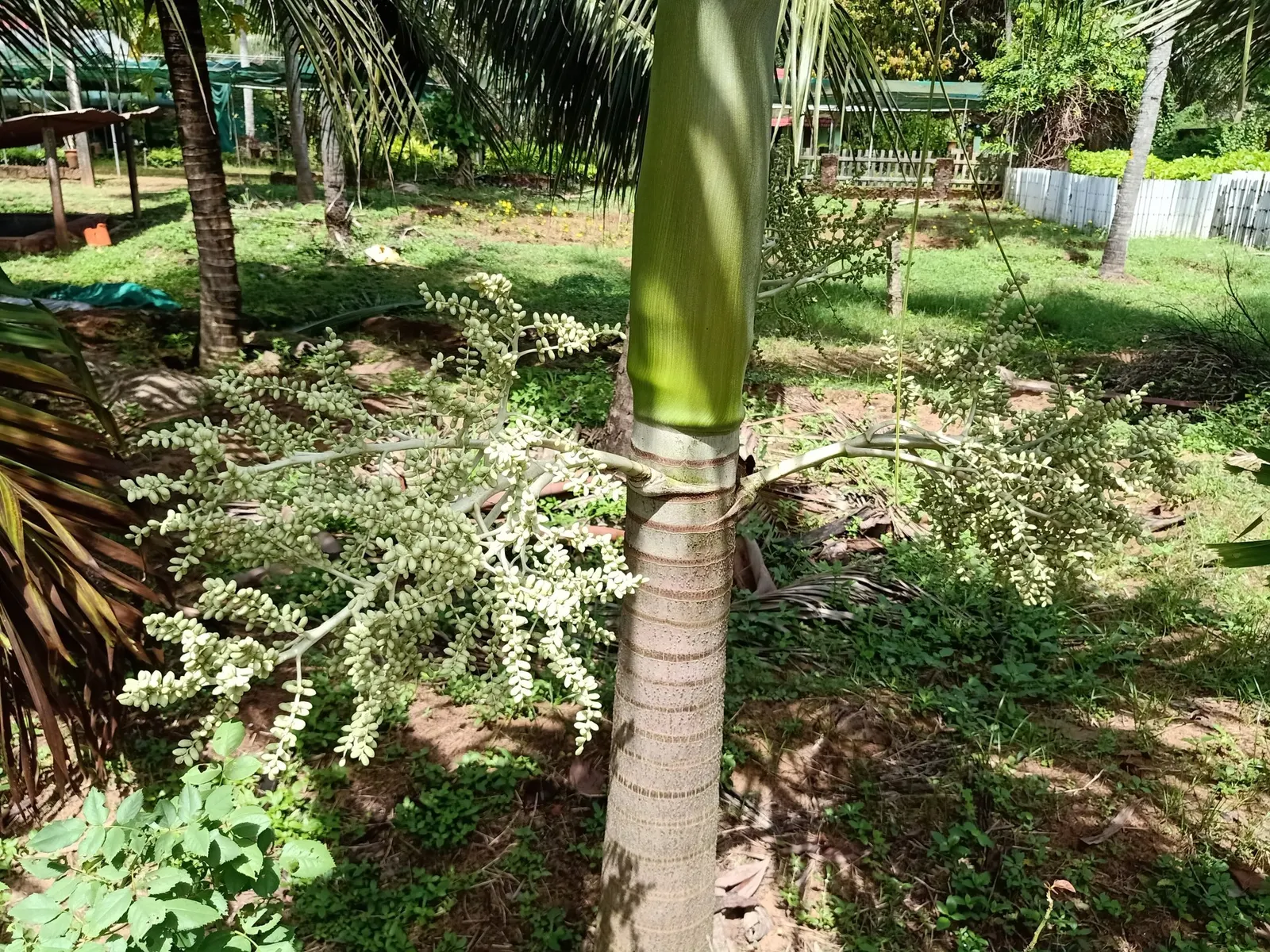 Christmas Palm (Adonidia Merrillii) — palm for full