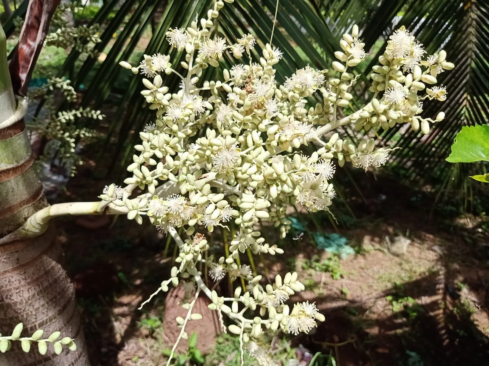 Christmas Palm (Adonidia Merrillii) — tropical palm that reaches about 15-25 feet in height with a spread of 5-10 feet; grey trunk that typically grows to