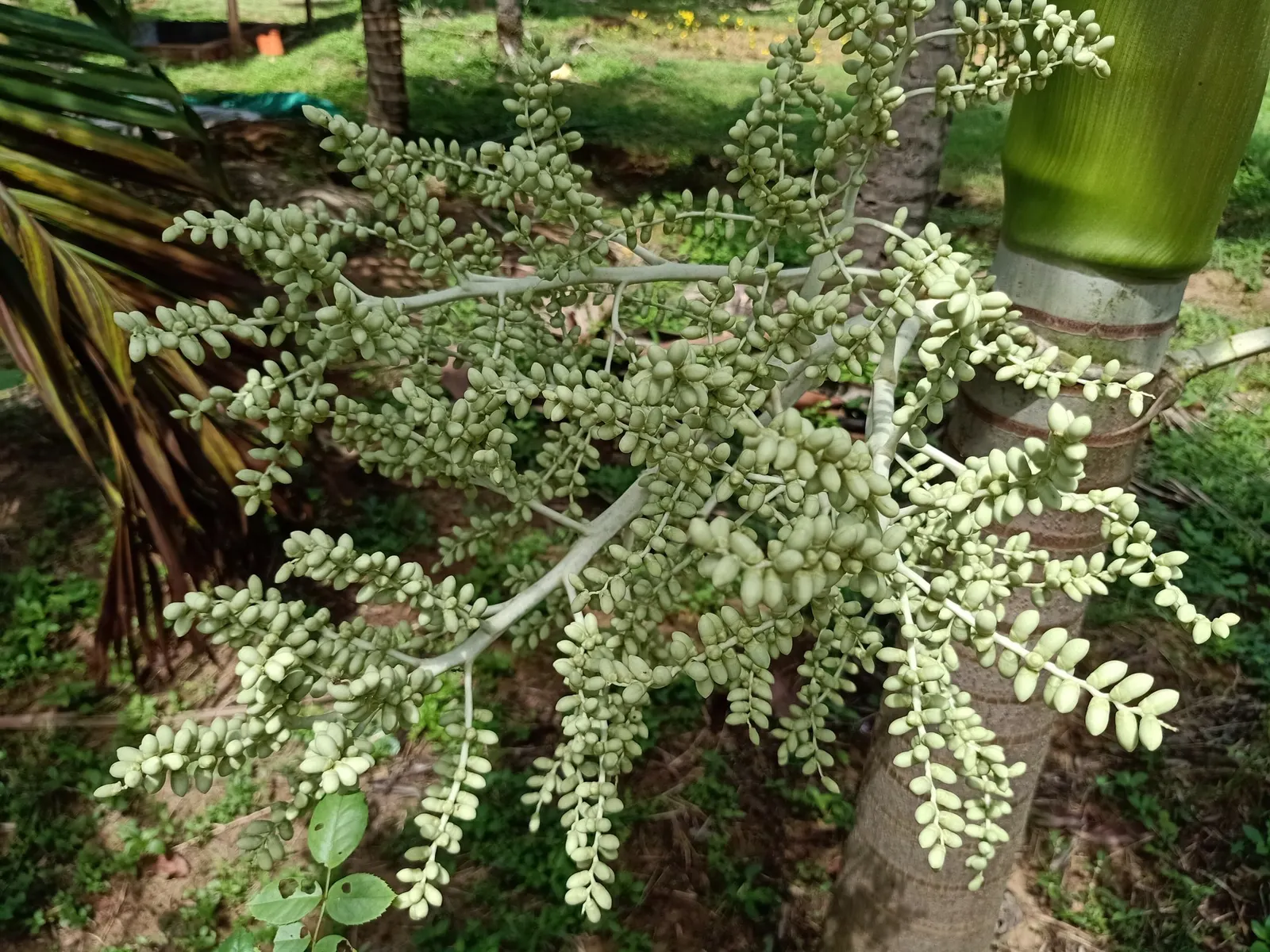 Christmas Palm (Adonidia Merrillii) — palm with white blooms