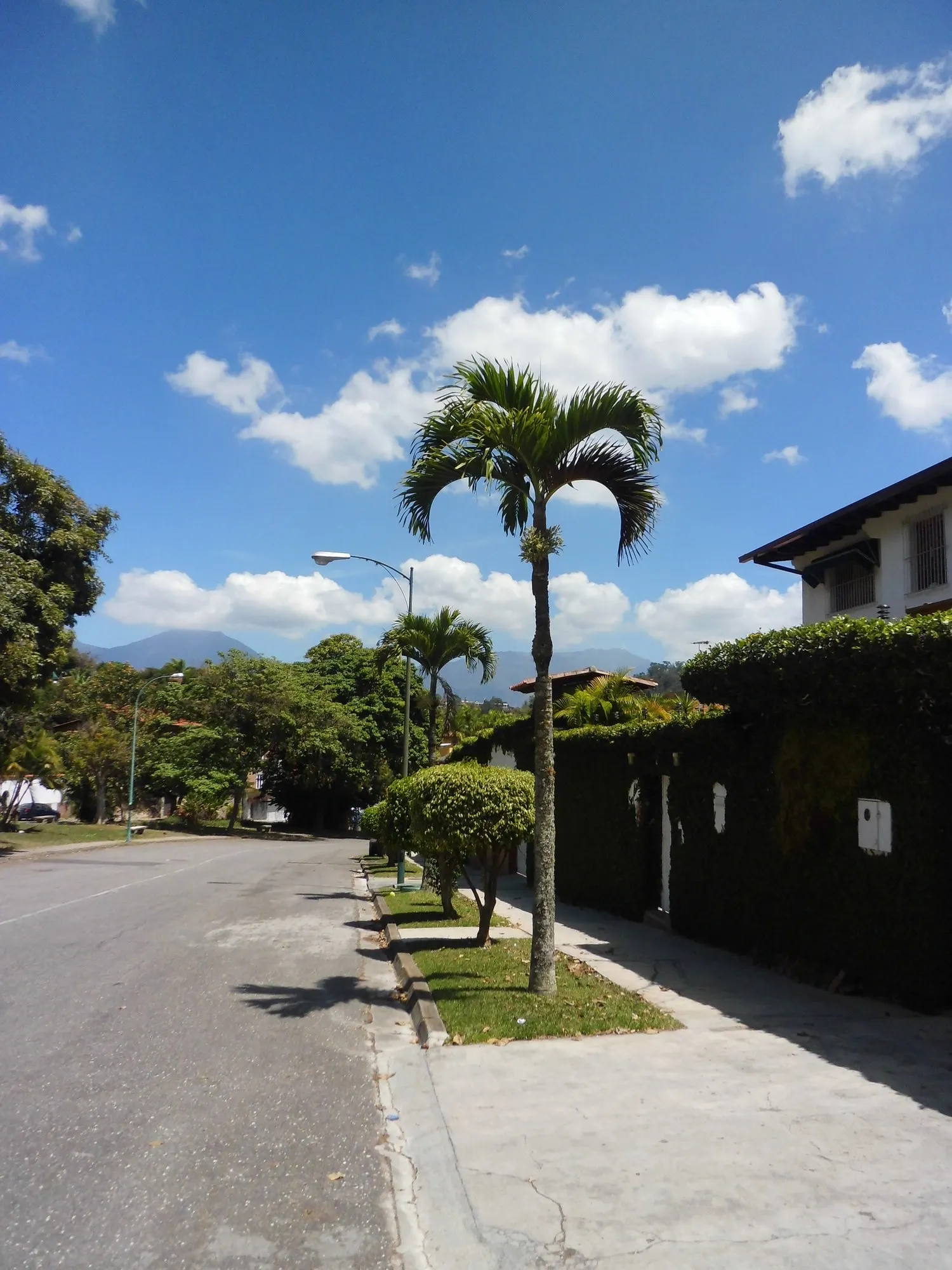 Christmas Palm (Adonidia Merrillii) — consider its mature size to avoid future interference with structures or power lines