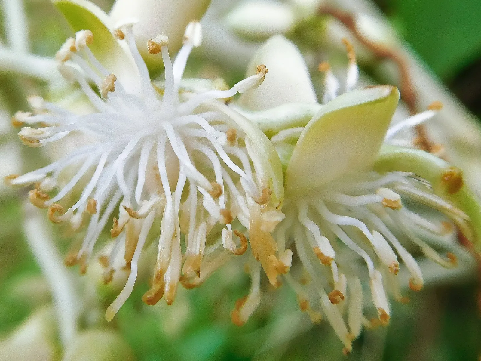 Christmas Palm (Adonidia Merrillii) — Adonidia merrillii is an ideal choice for coastal landscapes