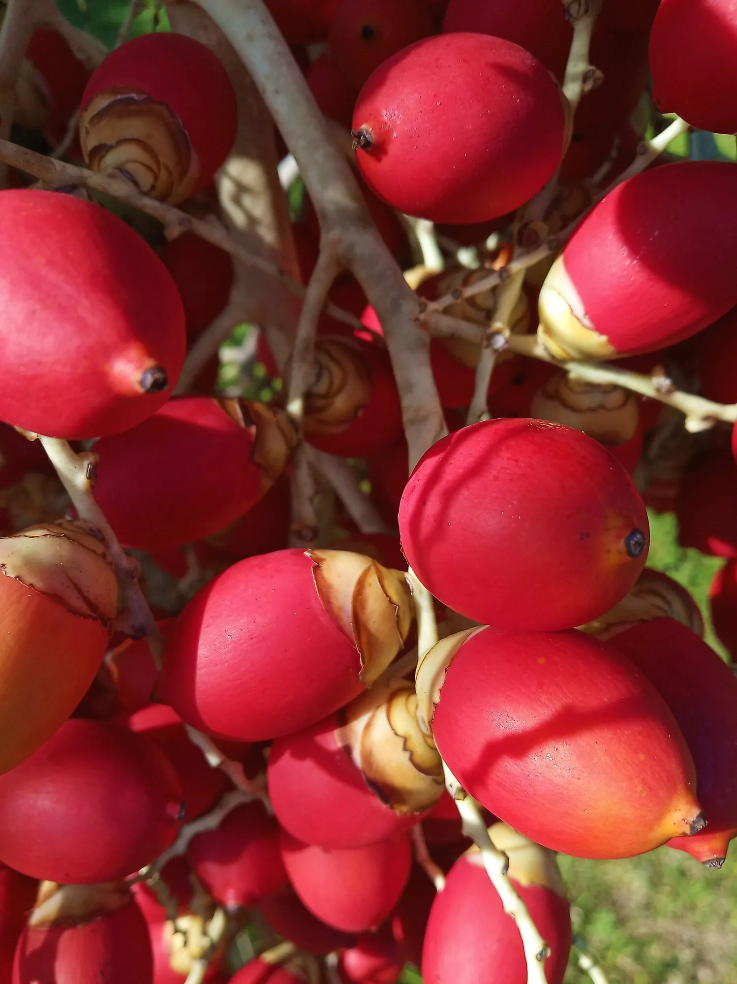 Christmas Palm (Adonidia Merrillii) — Ideal for tight spaces and as a focal point, this palm prefers full sun and well-drained soil; small red fruits adorn the