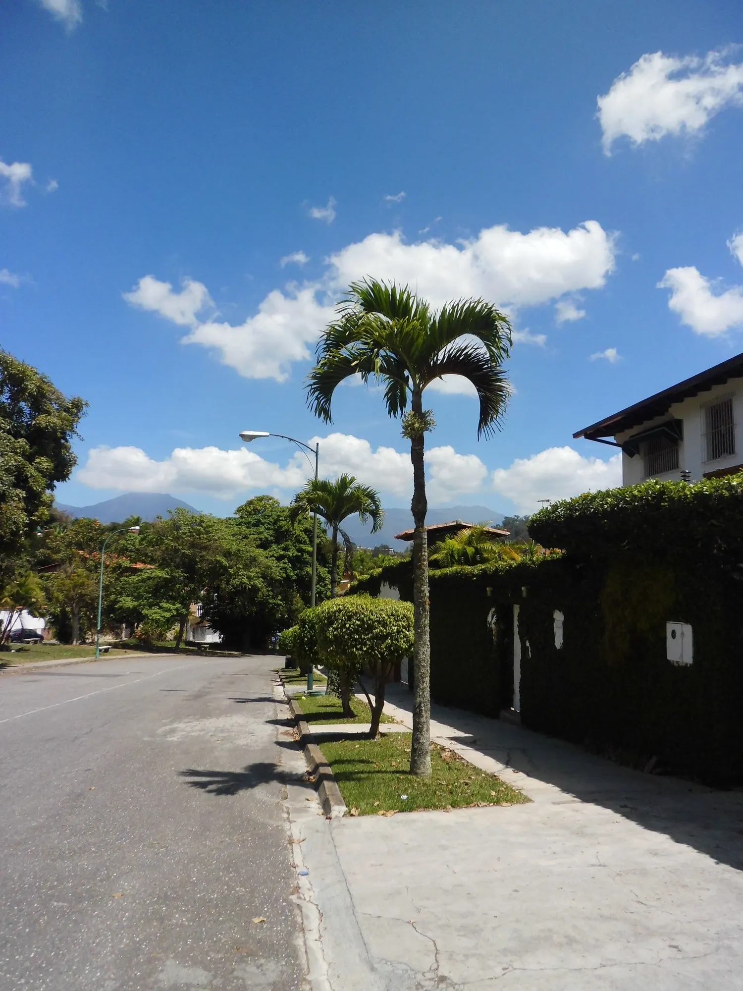 Christmas Palm (Adonidia Merrillii) — When deciding on placement