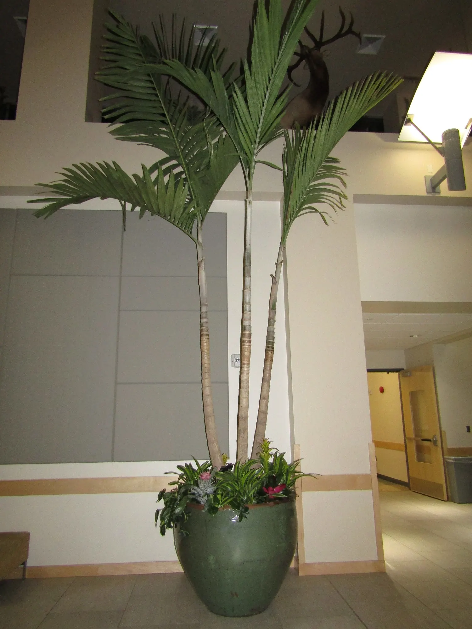 Christmas Palm (Adonidia Merrillii) — The species is also known for its moderate drought tolerance