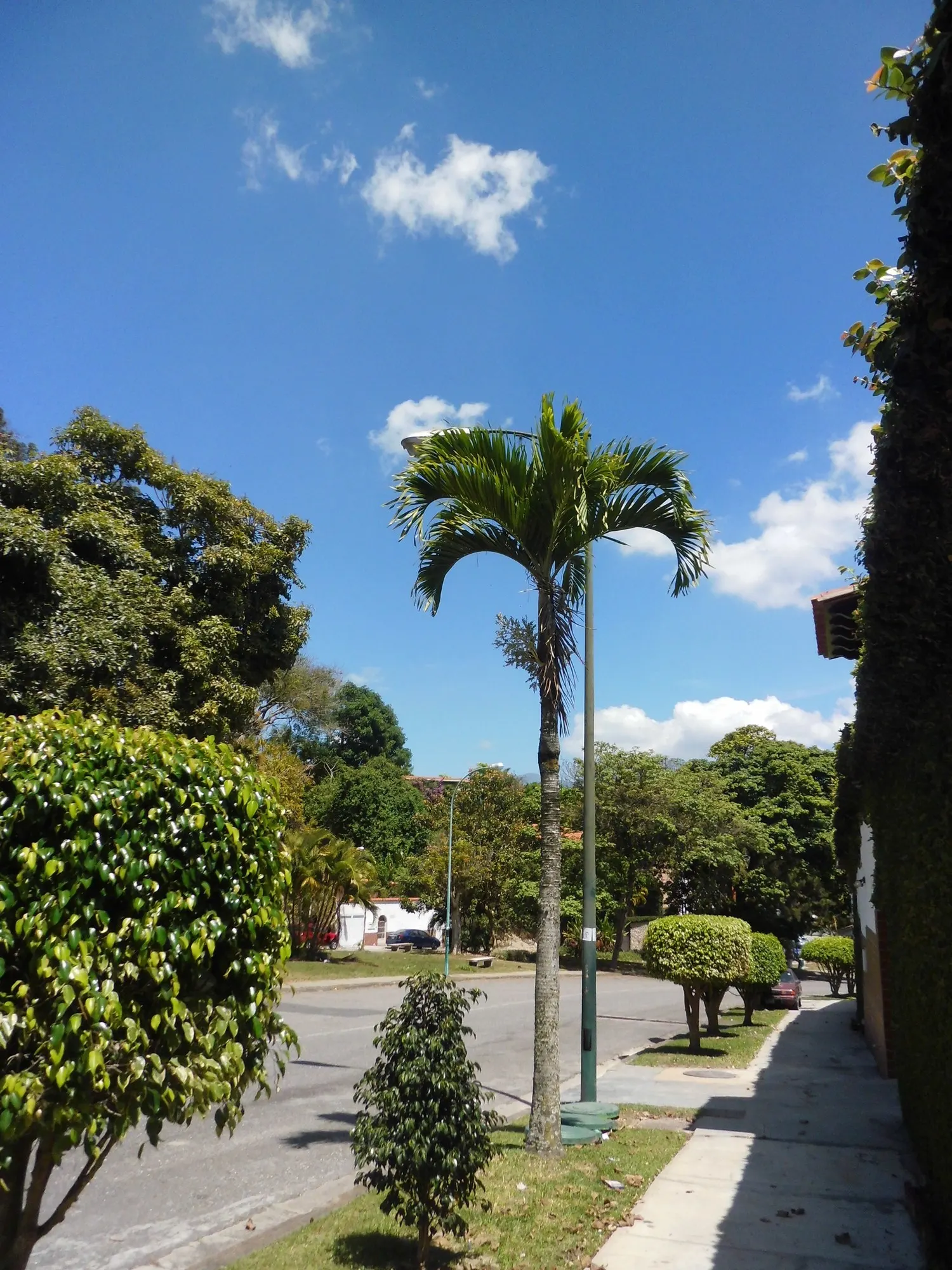 Christmas Palm (Adonidia Merrillii) — This palm is relatively low-maintenance, but periodic trimming of dead fronds will keep it looking its best
