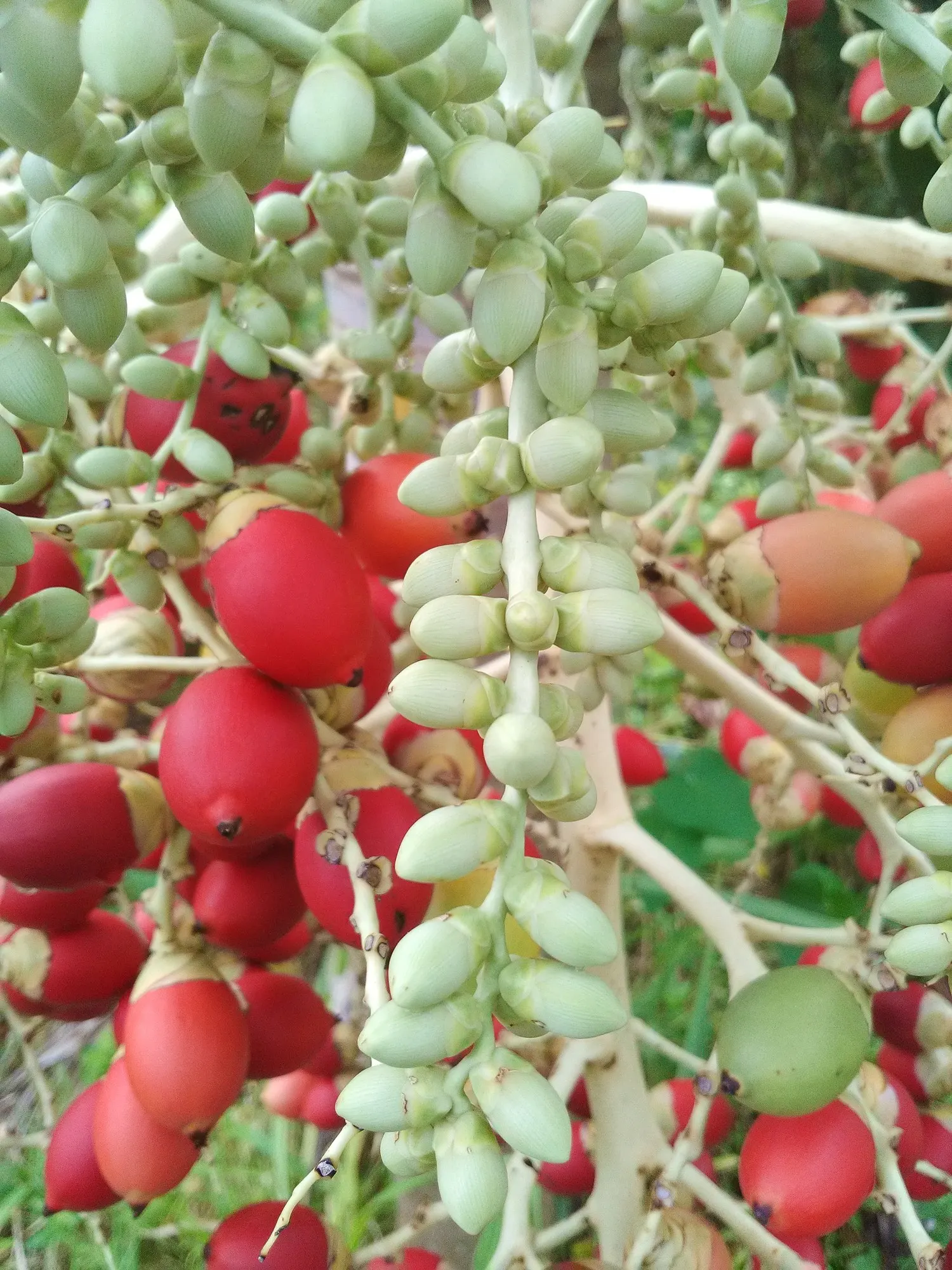 Christmas Palm (Adonidia Merrillii) — Small red fruits adorn the tree in winter, resembling festive ornaments; consider its mature size to avoid future