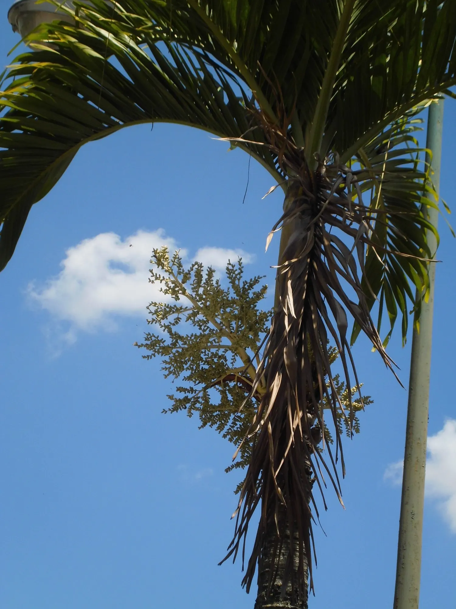 Christmas Palm (Adonidia Merrillii) — commonly referred to as the Christmas Palm; grey trunk that typically grows to about 6 inches in diameter
