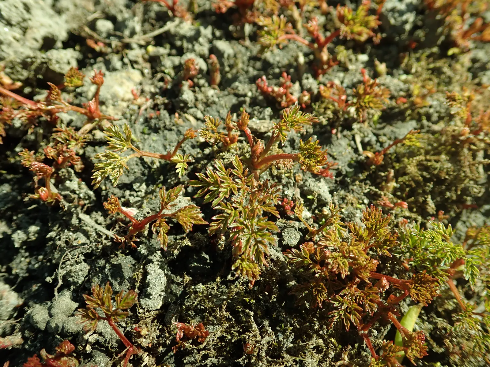 Dwarf Goat's Beard (Aruncus Aethusifolius) — or even container gardening
