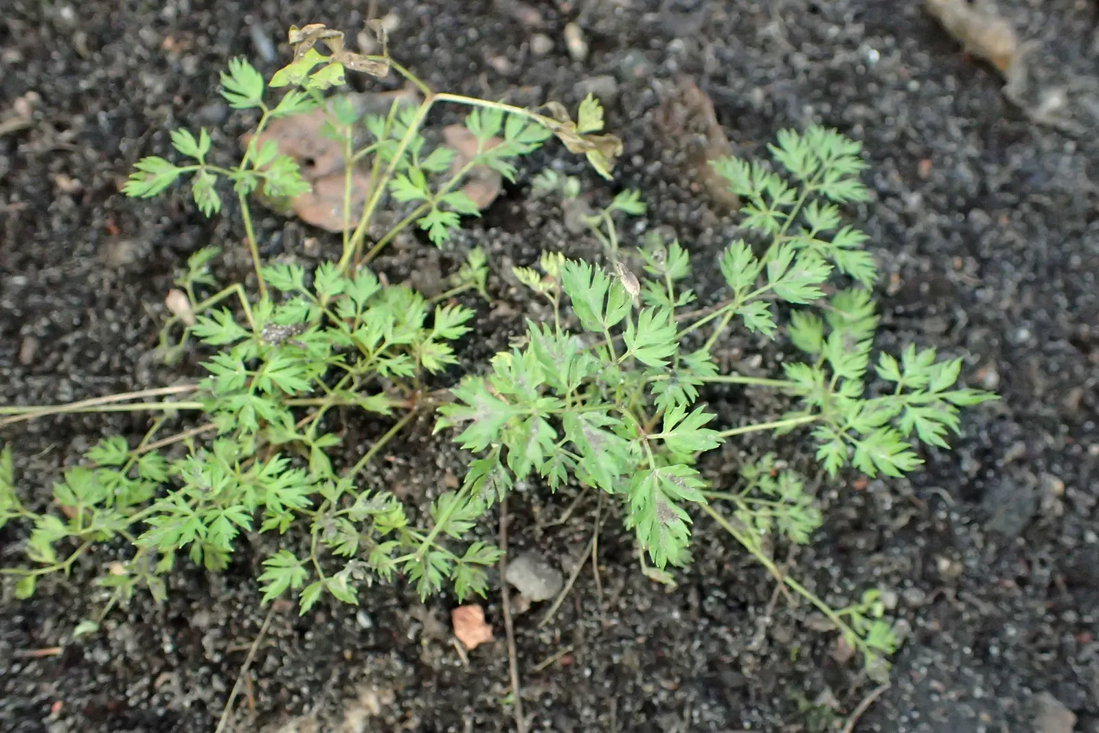 Dwarf Goat's Beard (Aruncus Aethusifolius) — a true gem for both the designer and the client