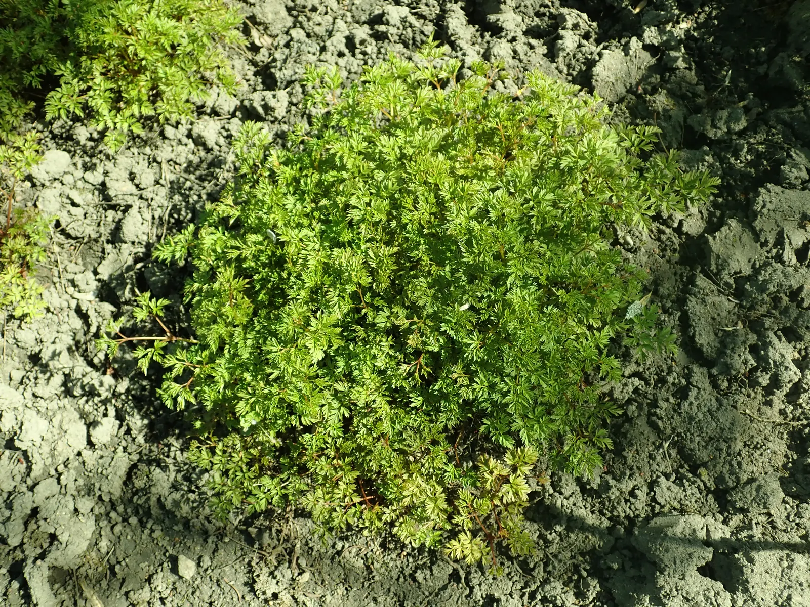 Dwarf Goat's Beard (Aruncus Aethusifolius) — Dwarf Goat's Beard (Aruncus aethusifolius) is a compact herbaceous perennial