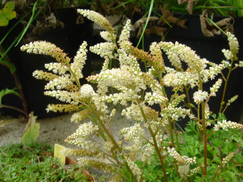 Dwarf Goat's Beard (Aruncus Aethusifolius) — This compact species hails from Korea and is much smaller than its relatives; reaching up to 12 inches tall and