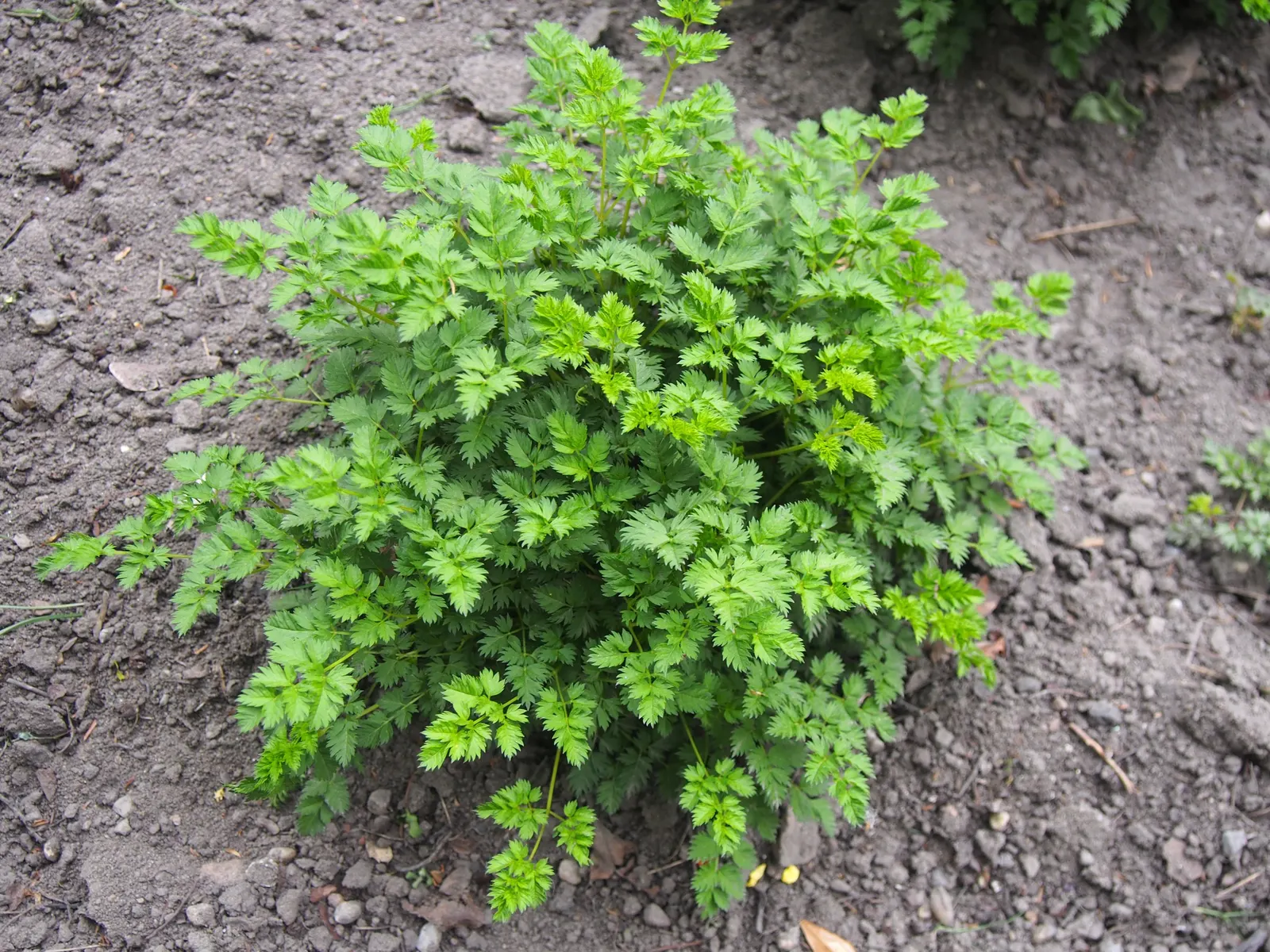 Dwarf Goat's Beard (Aruncus Aethusifolius) — front-of-border placement; is a perennial plant that provides a wealth of charm and texture to any garden design