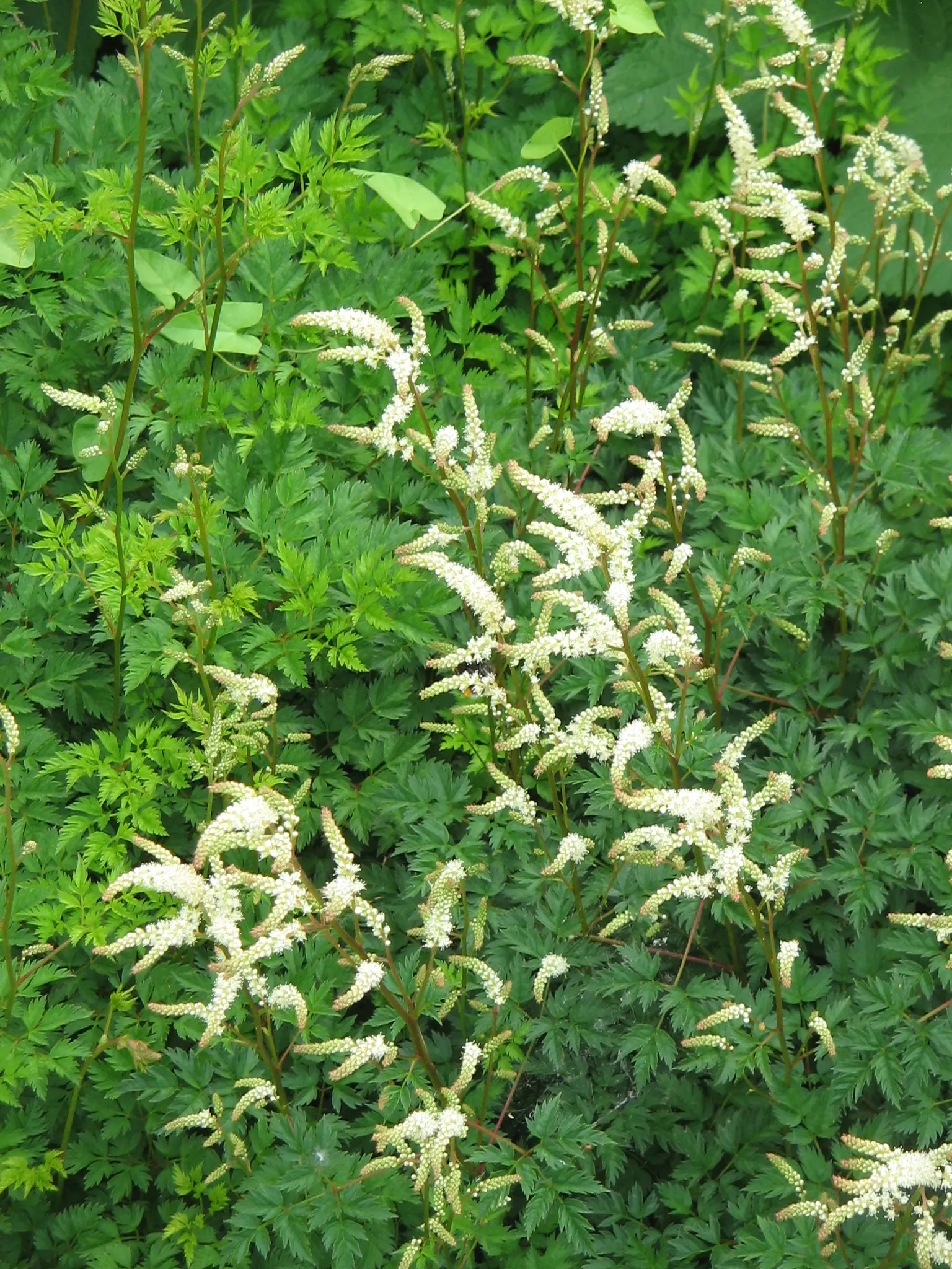 Dwarf Goat's Beard (Aruncus Aethusifolius) — Ideal for USDA Zones 3 through 7; its finely dissected foliage resembles that of a miniature fern or the foliage