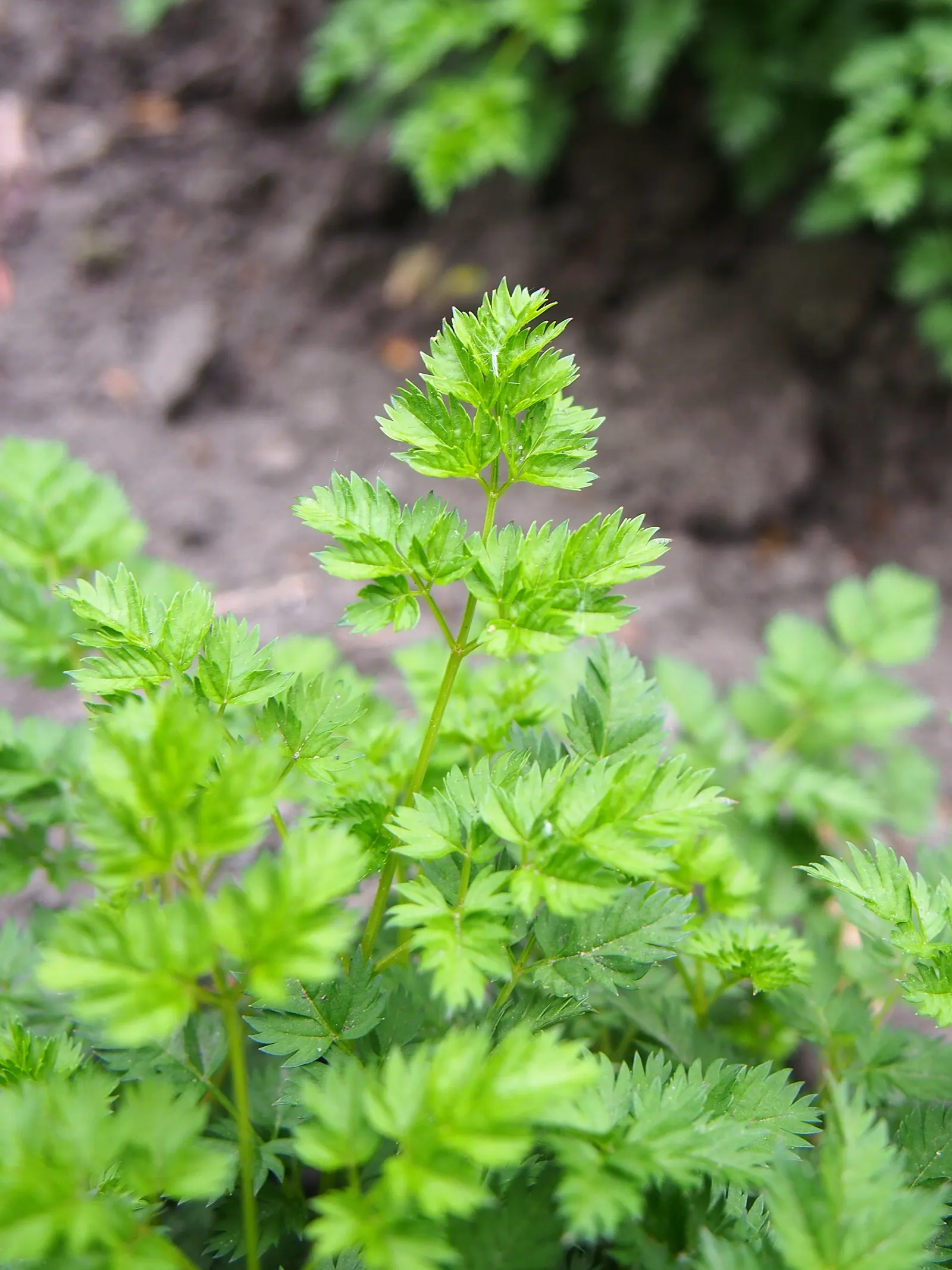 Dwarf Goat's Beard (Aruncus Aethusifolius) — white flowers in the garden; this low-maintenance plant is ideal for small gardens or borders
